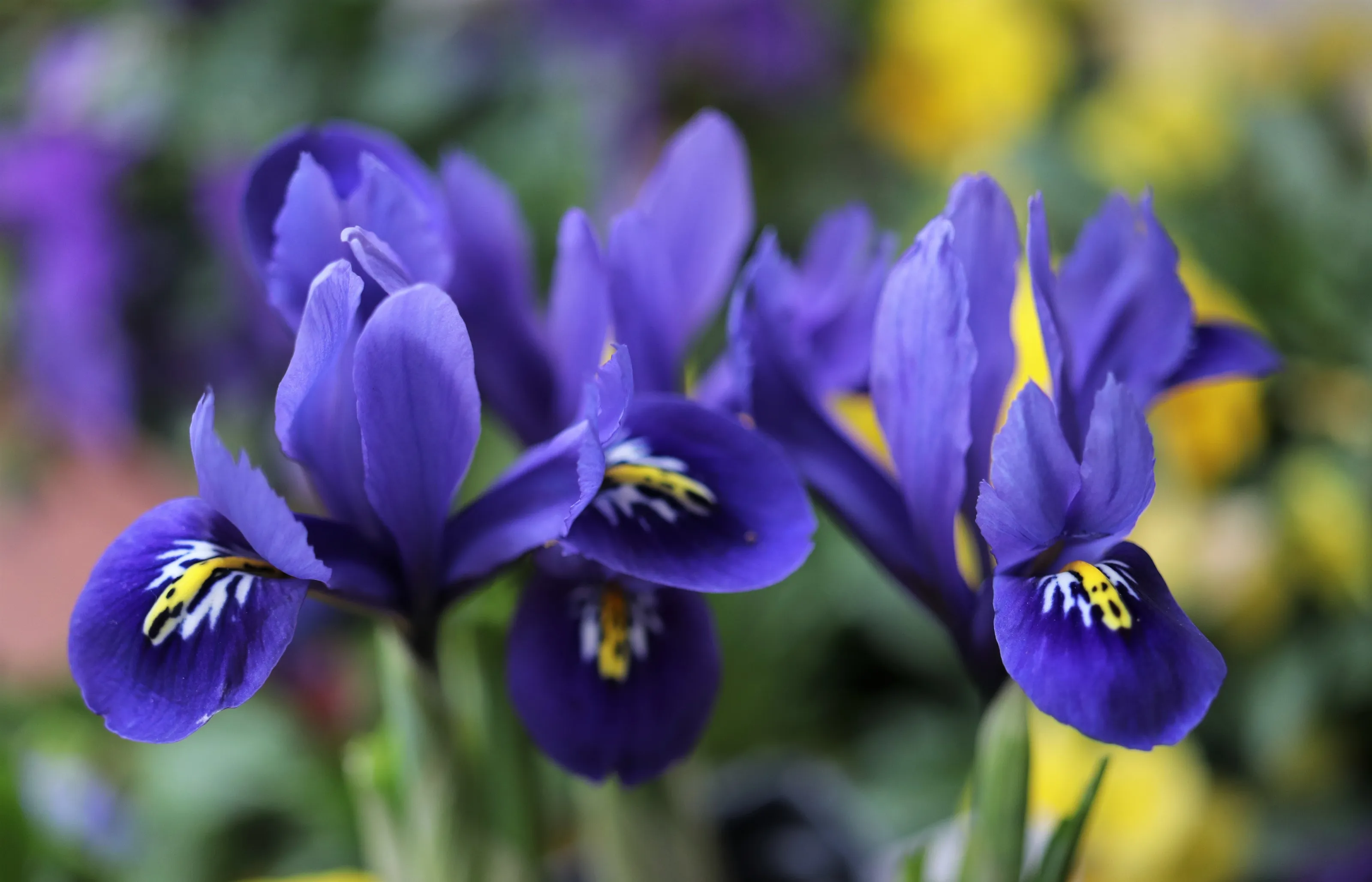 Beauty in Blue
