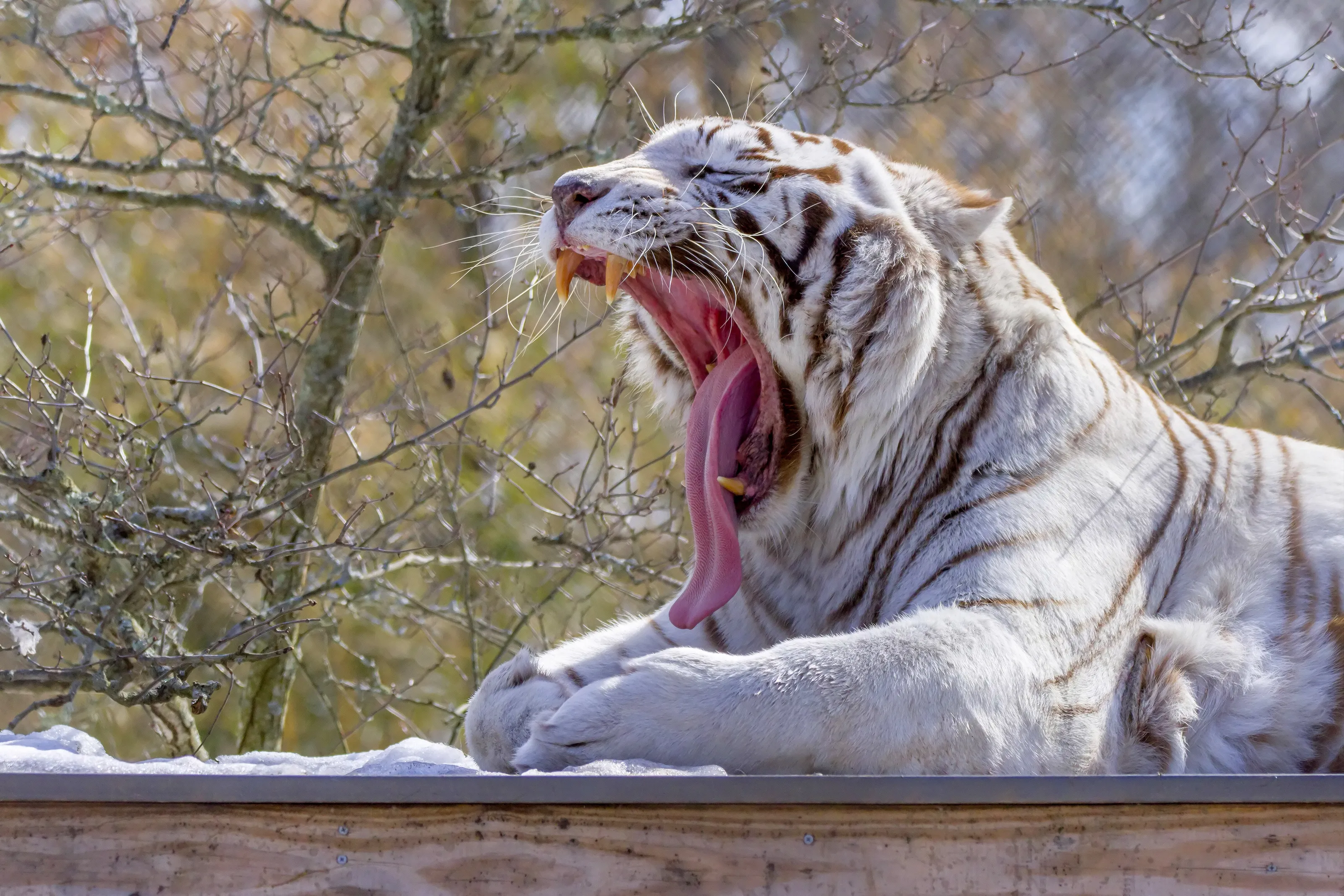 Say Ahhhhhhhhhhh