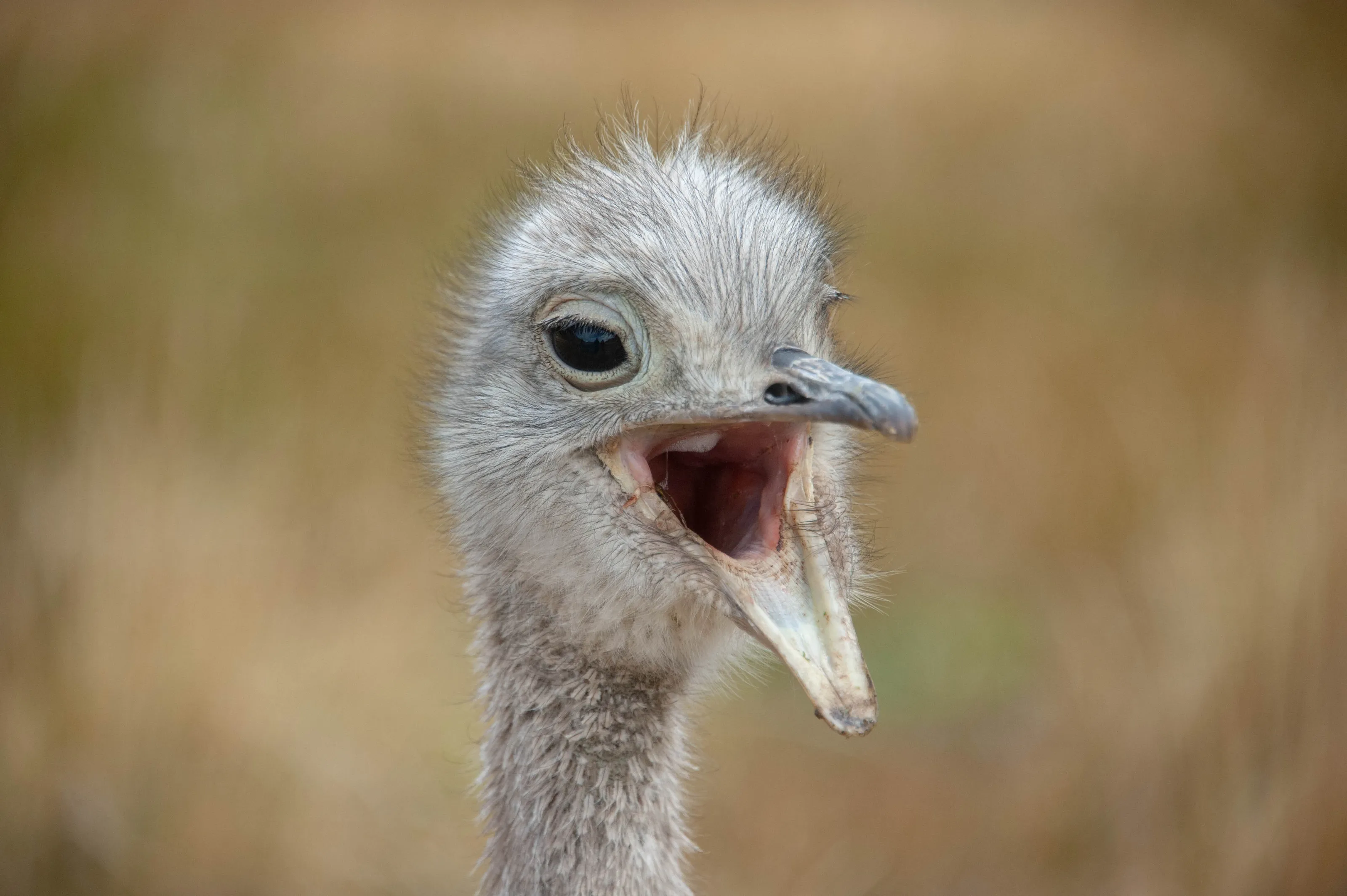 Lesser Rhea