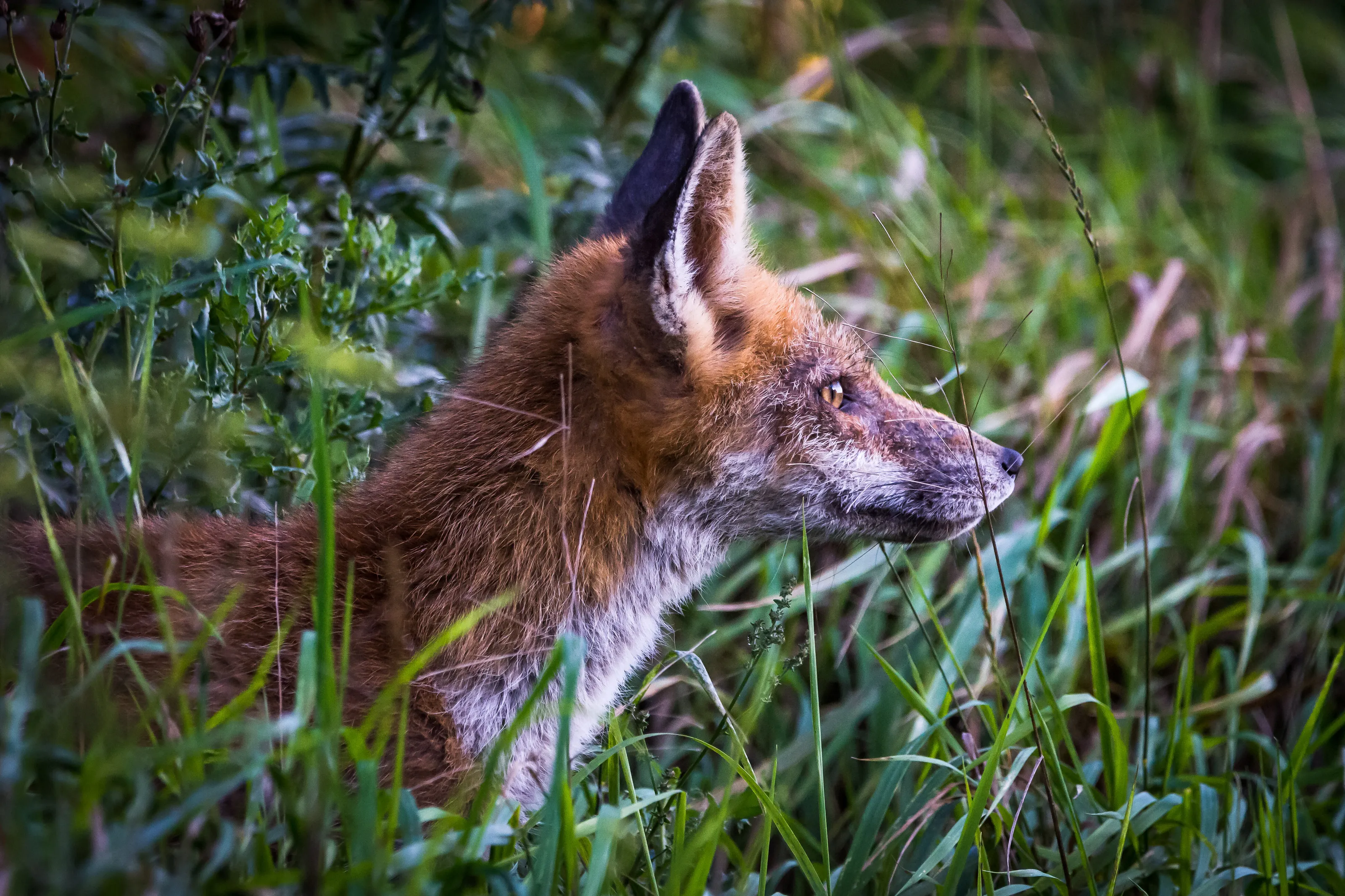Fox in the wild