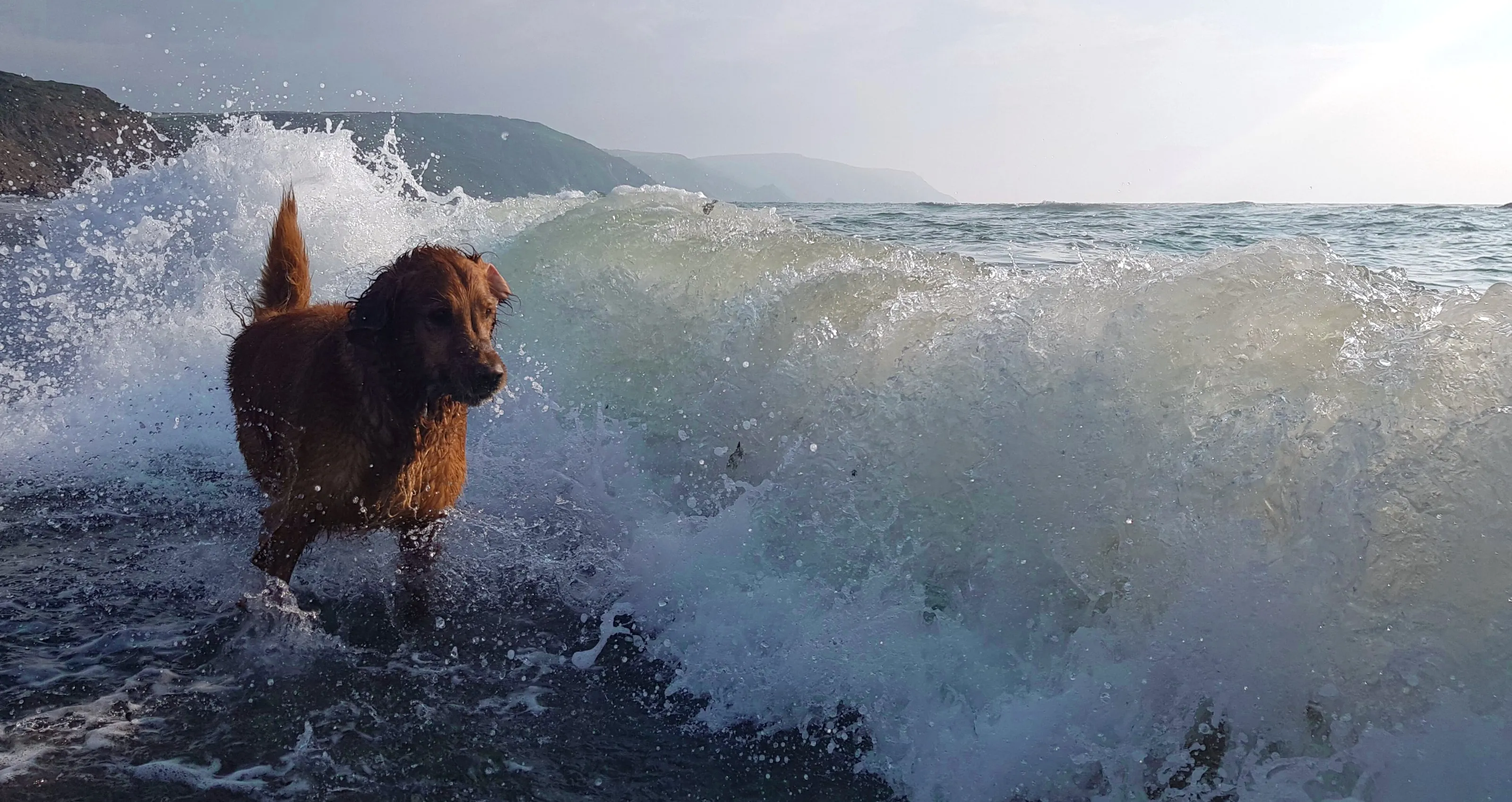 Fergus; A Force of Nature