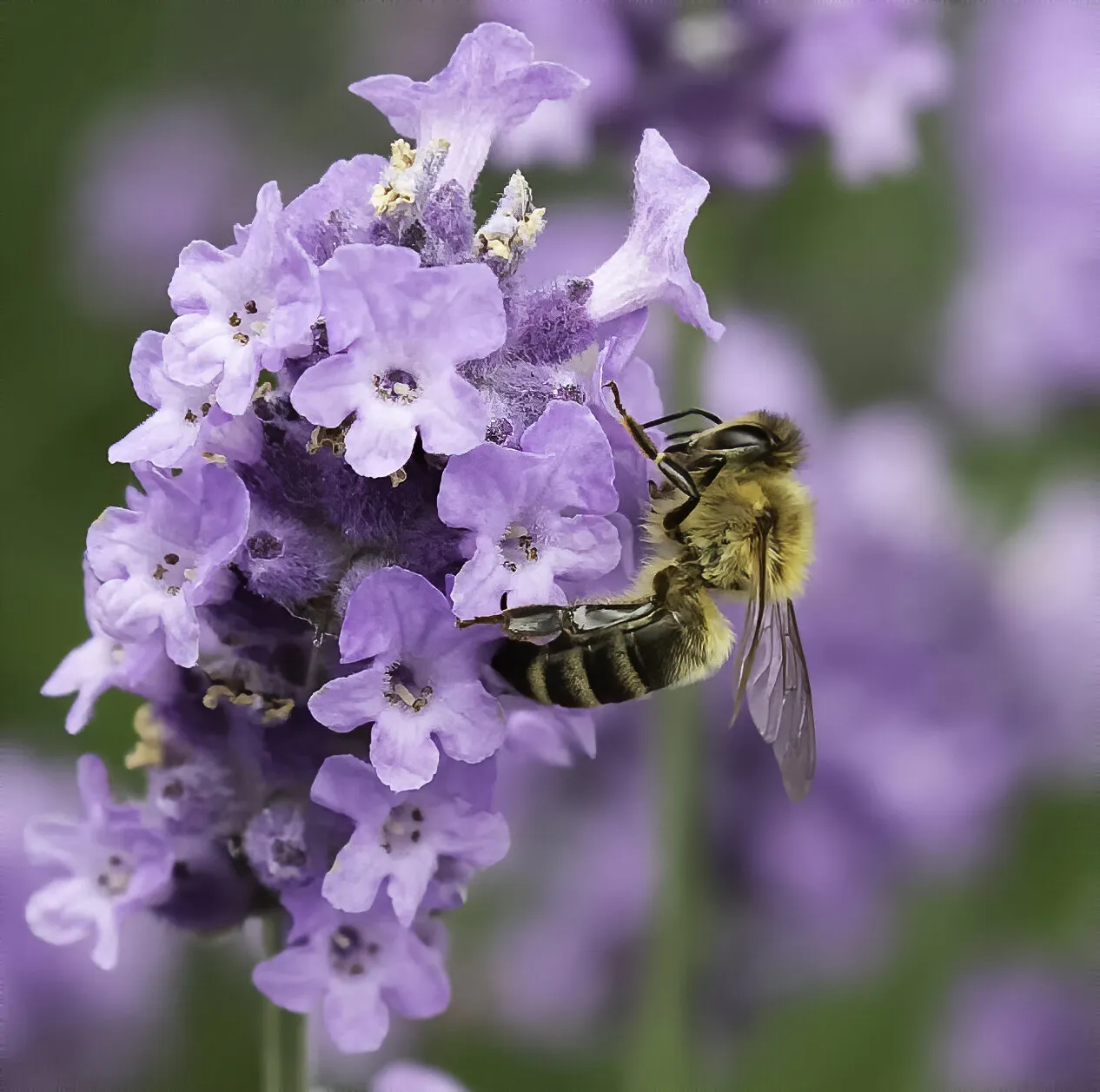 Bee on Lavender