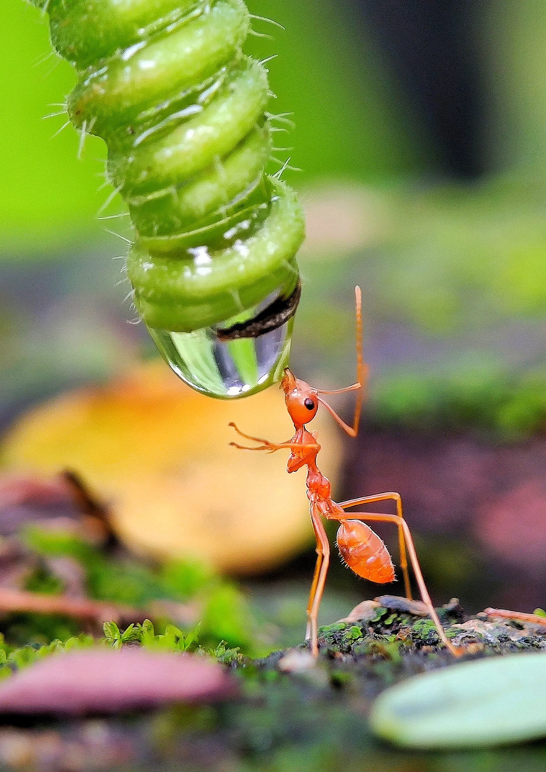The Last Drop
