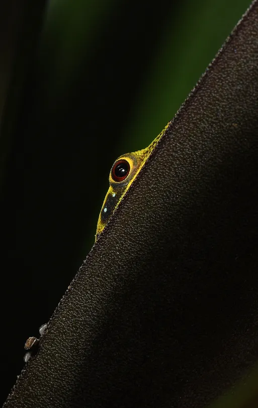 Peek a boo