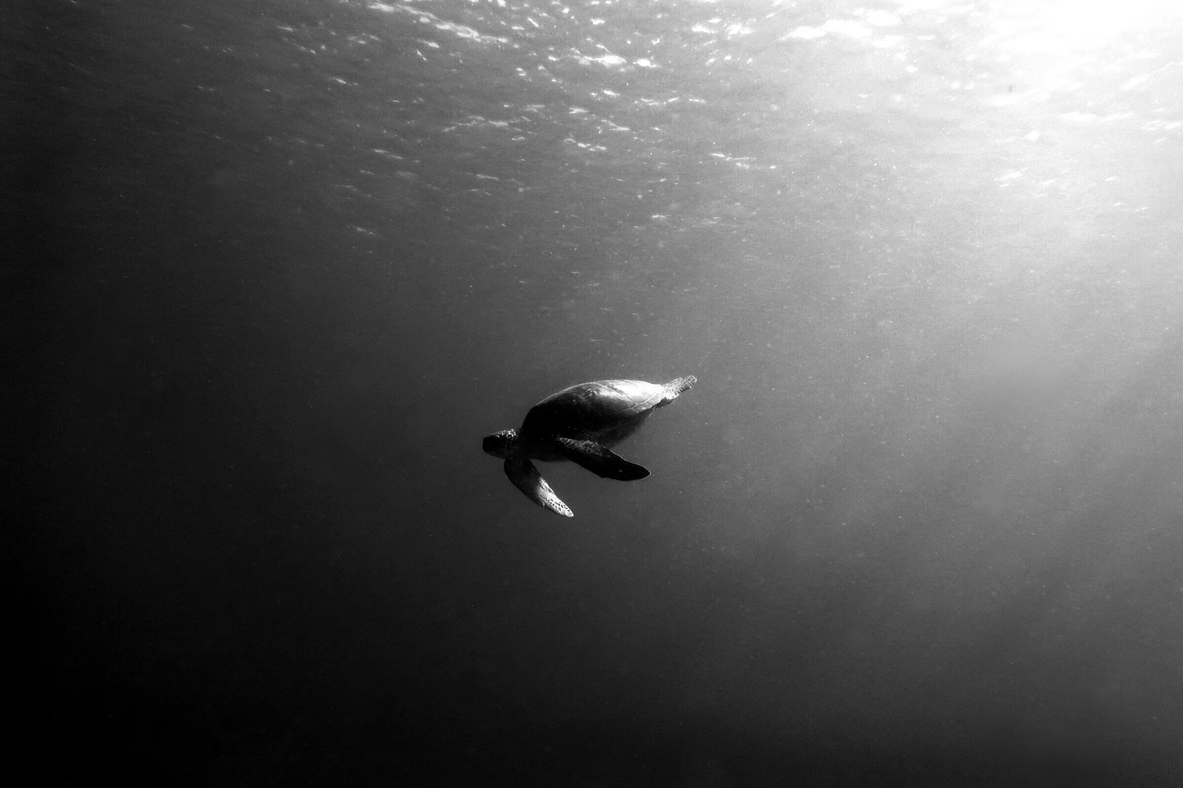 Into the Depths