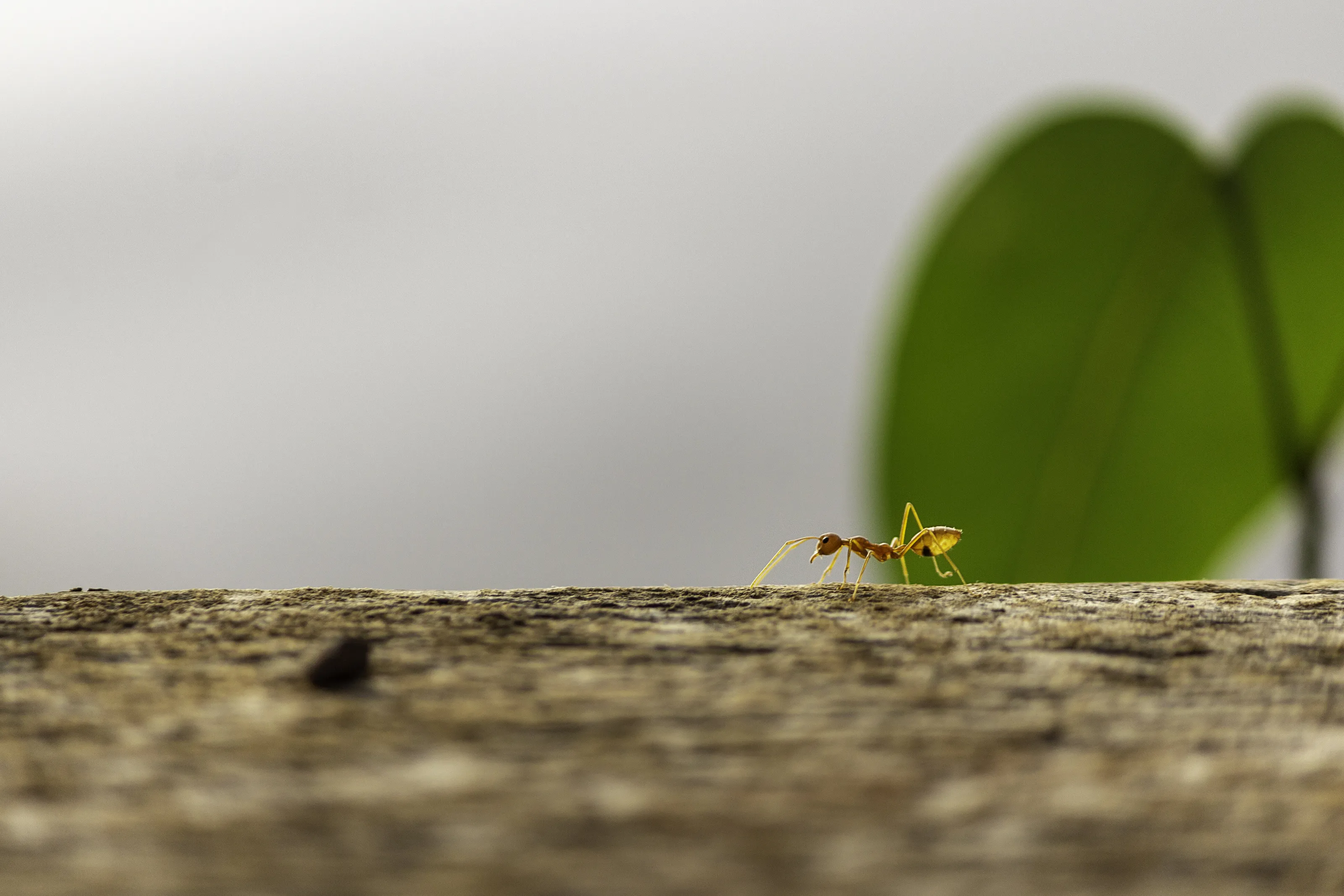 Ant trying to catch up the row