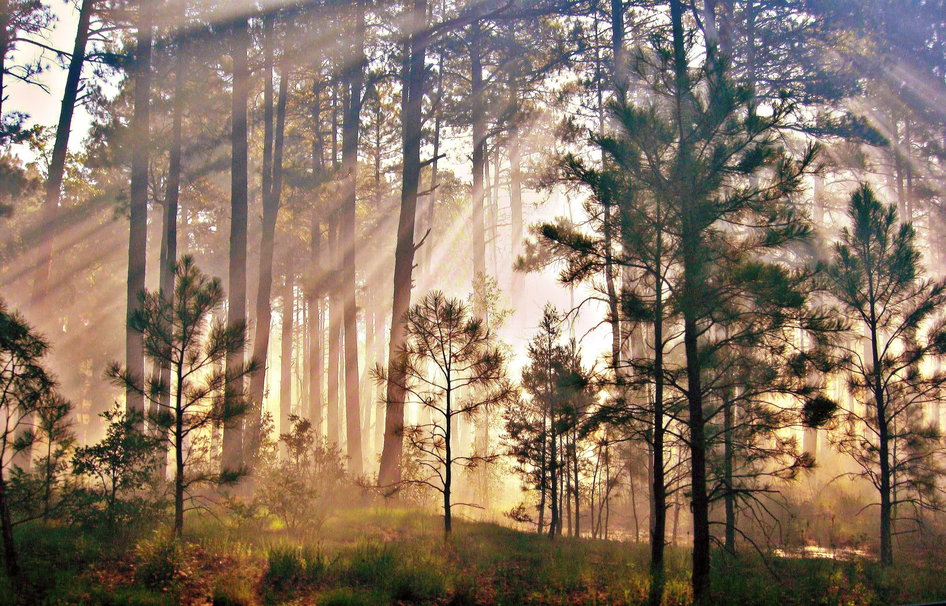 In a magical forest