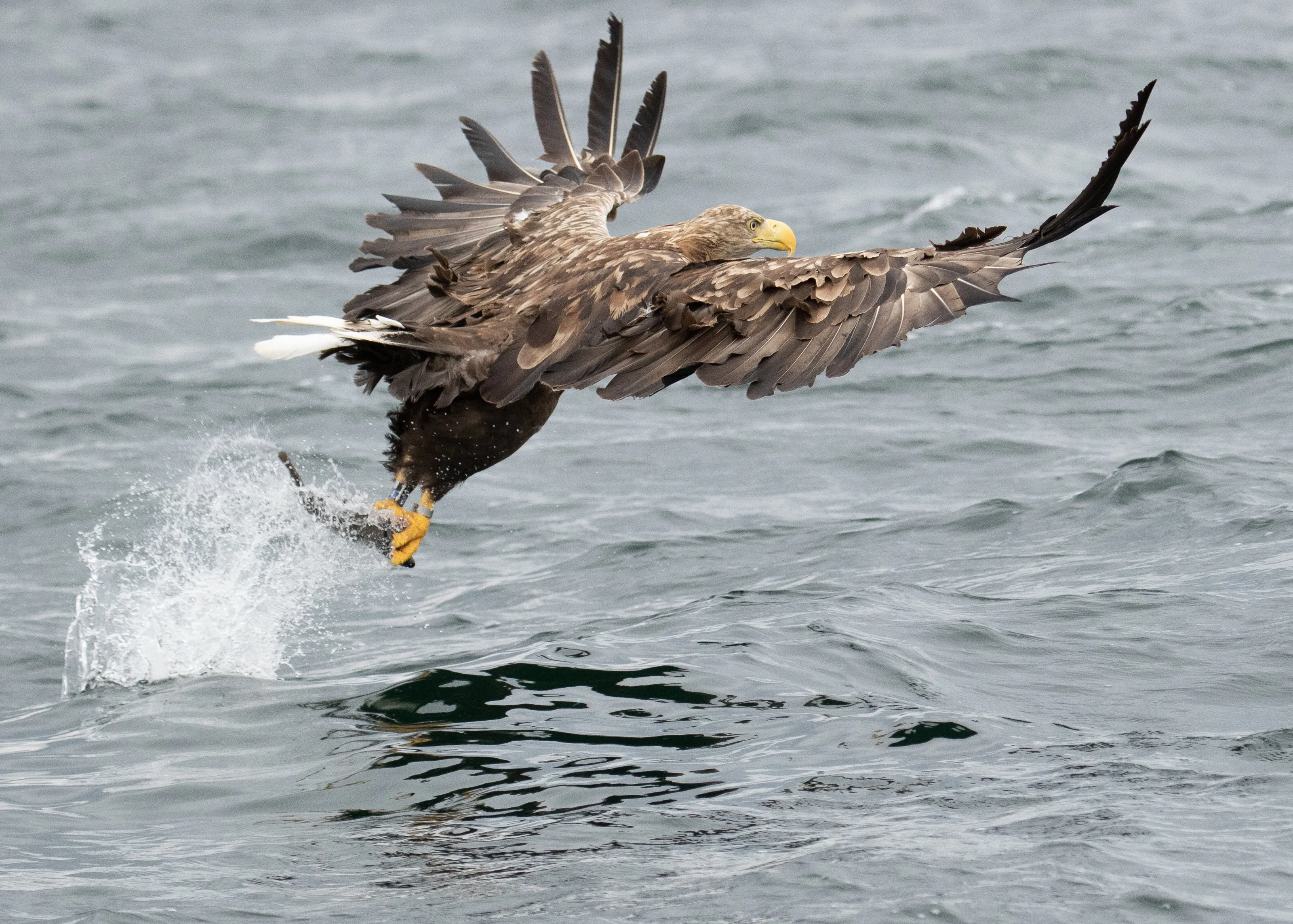 White tailed sea eagle