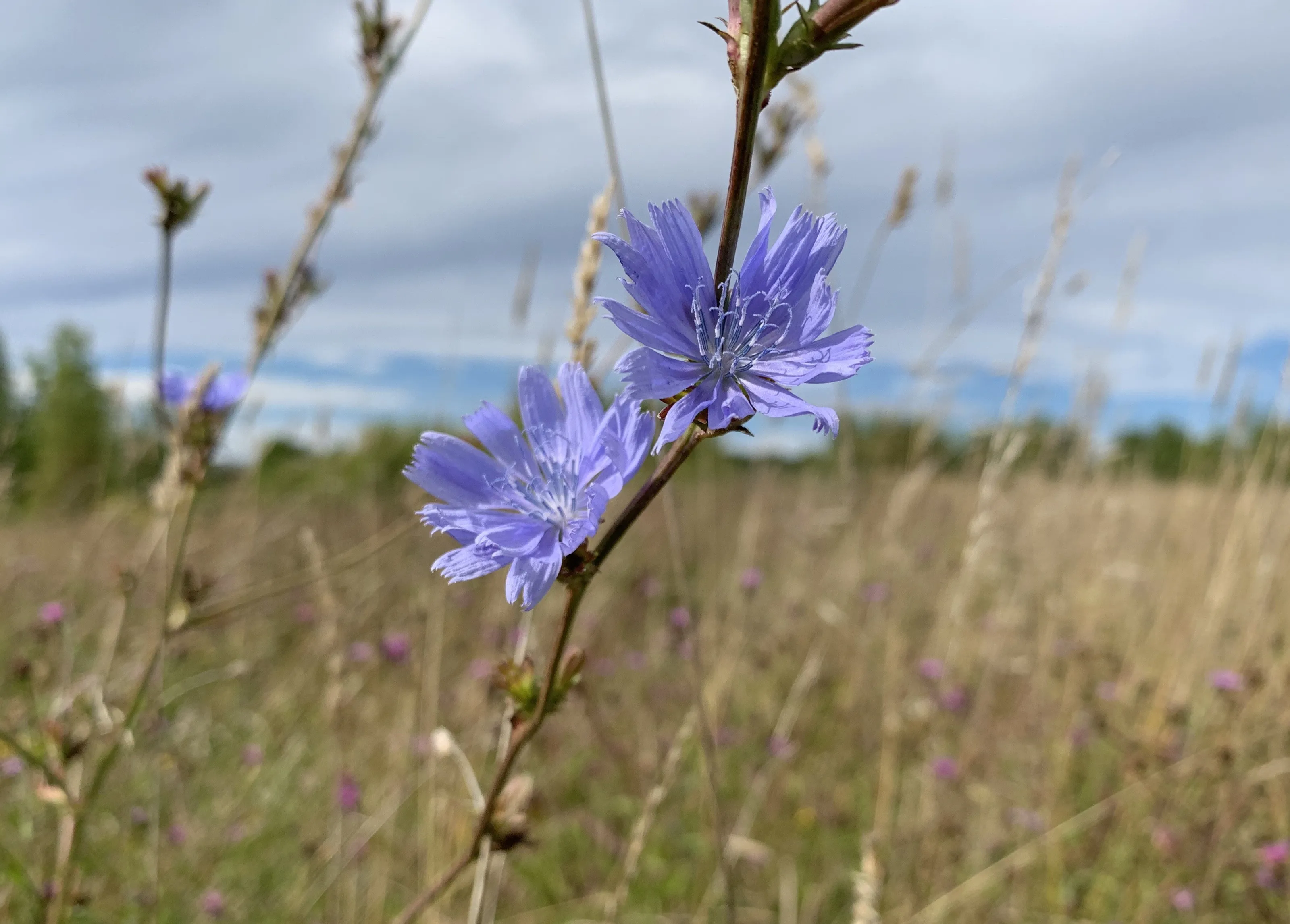 Wild Meadow