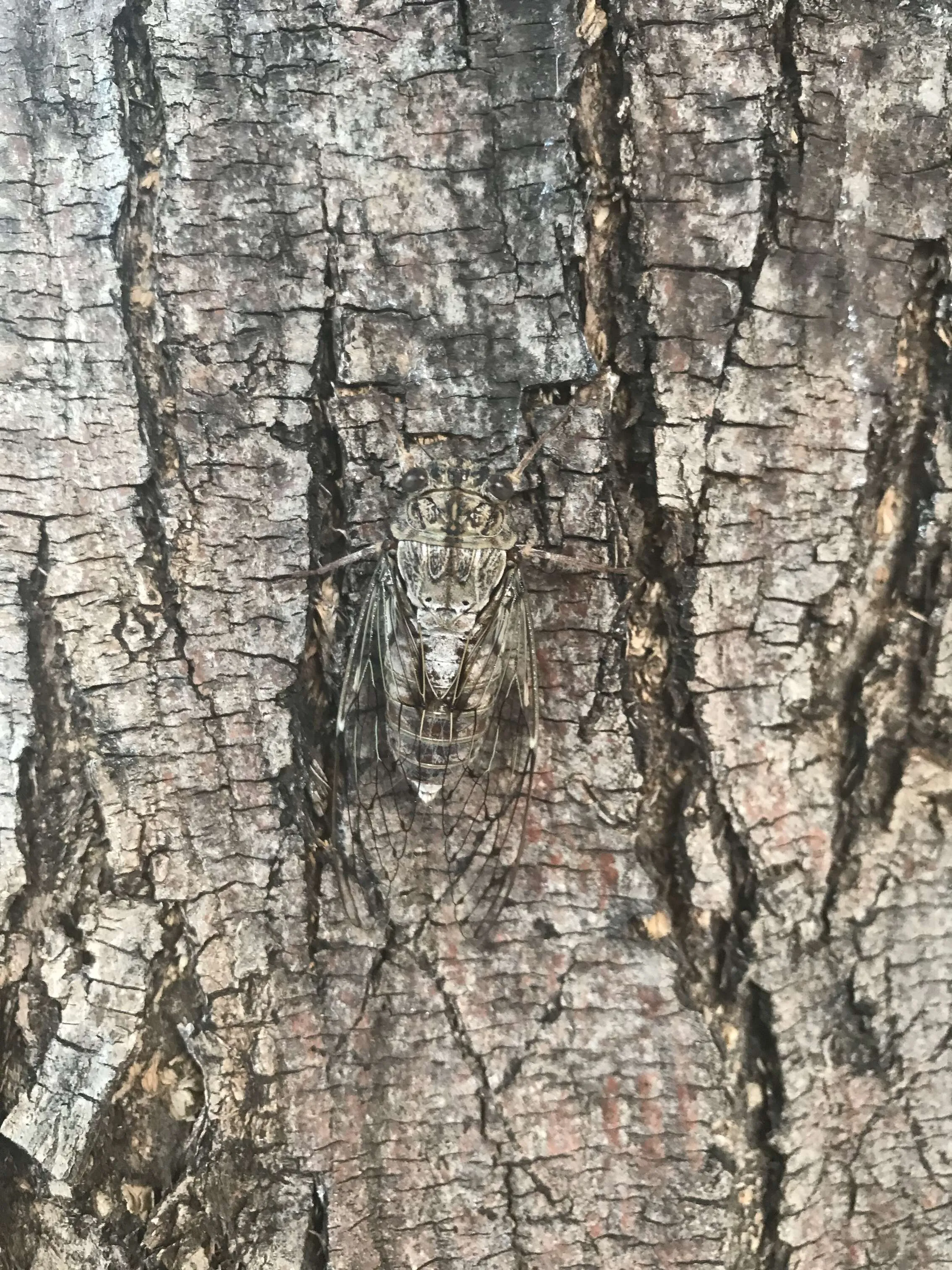 Look very carefully I am hiding