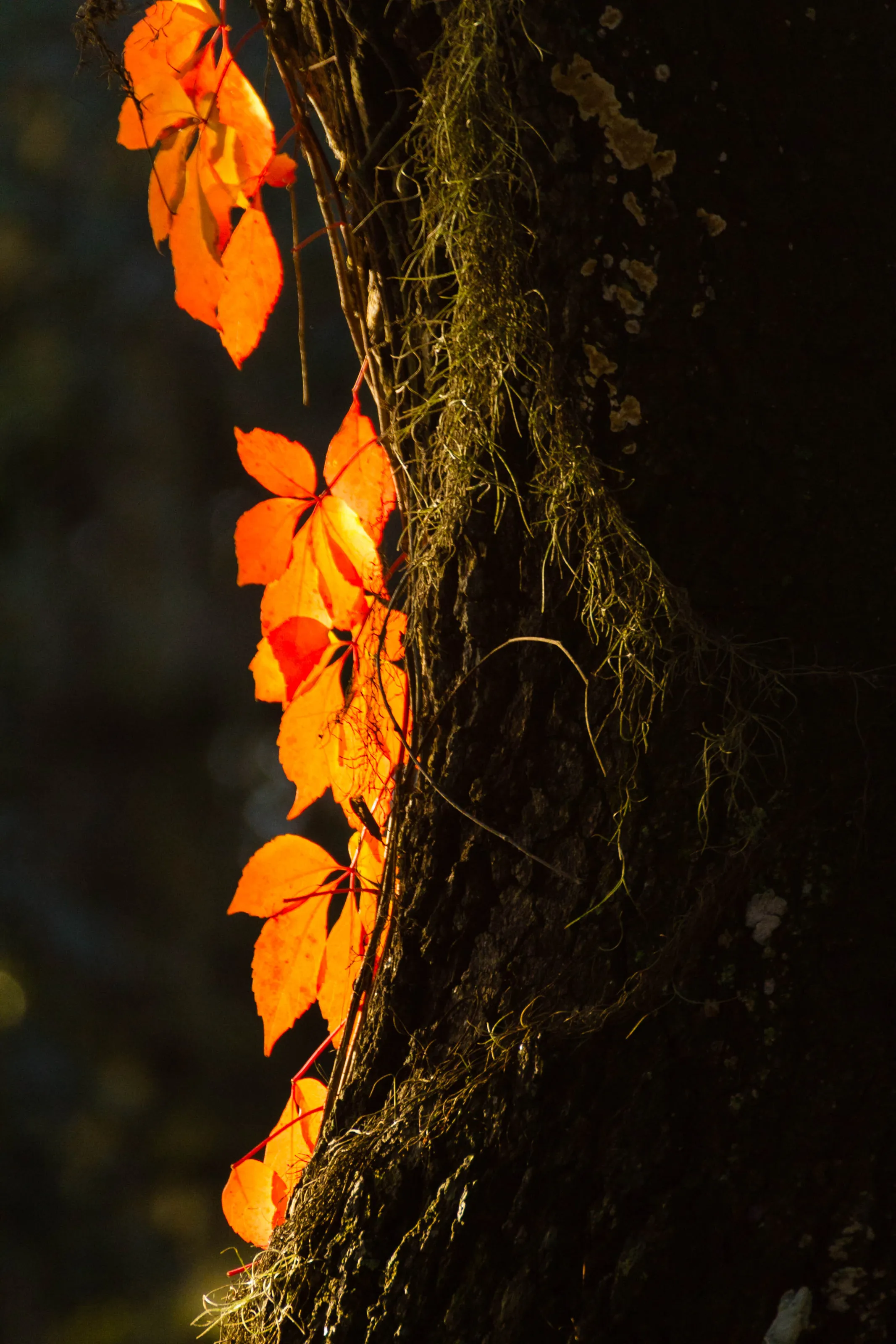 Virginia Creeper at Sunrise