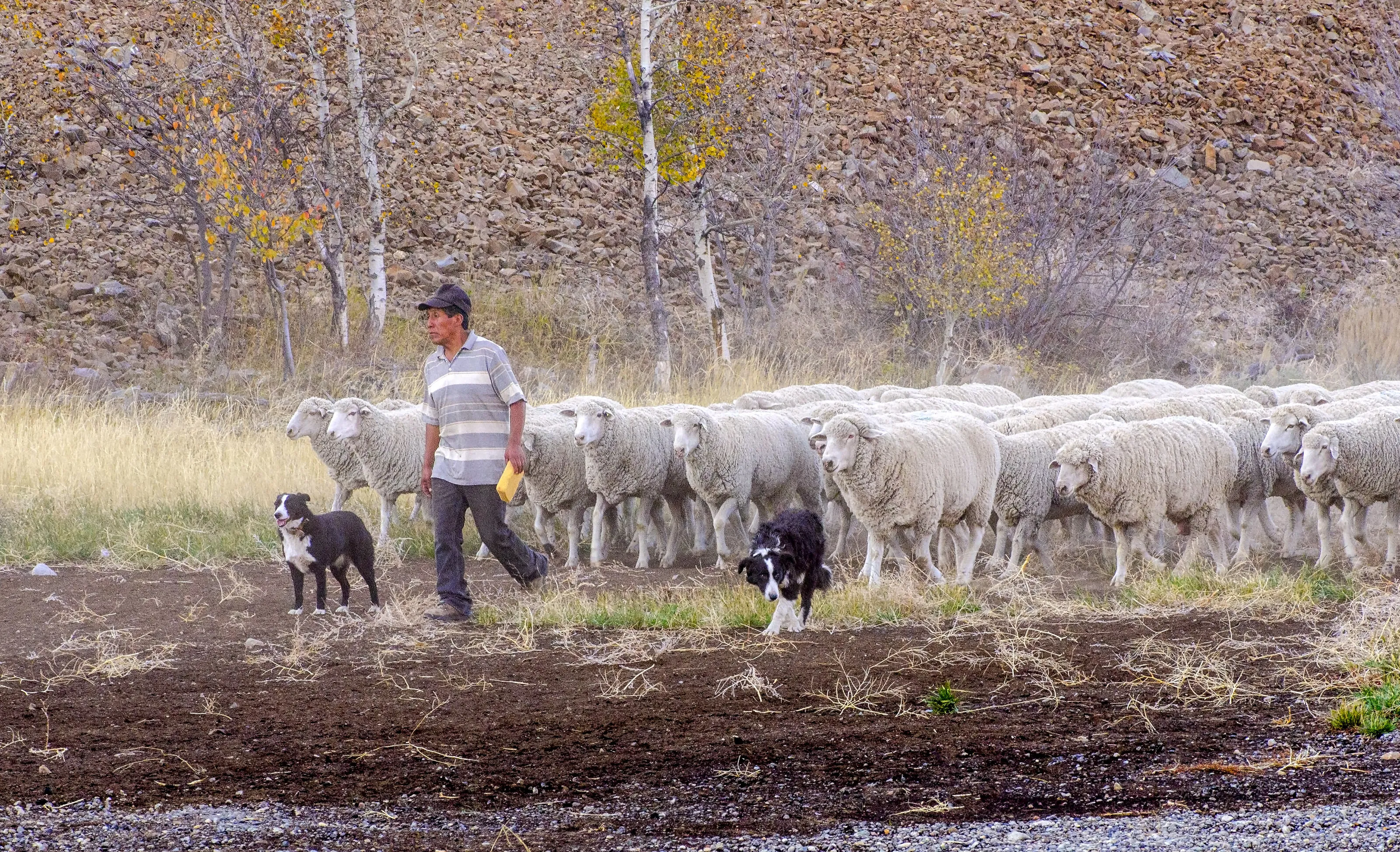 Leading the Sheep