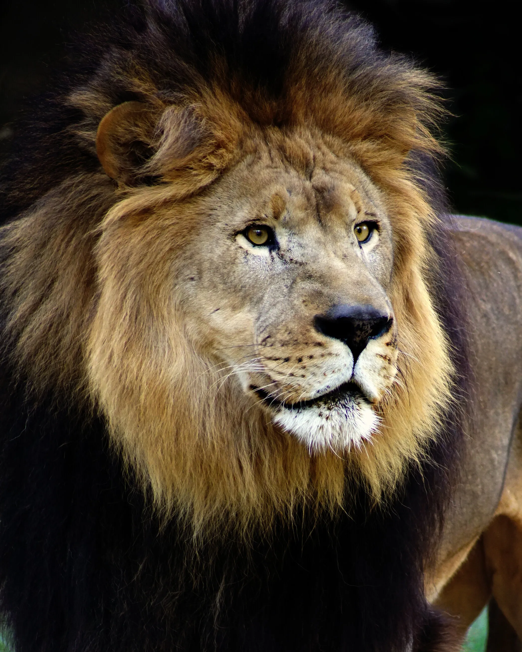 The King