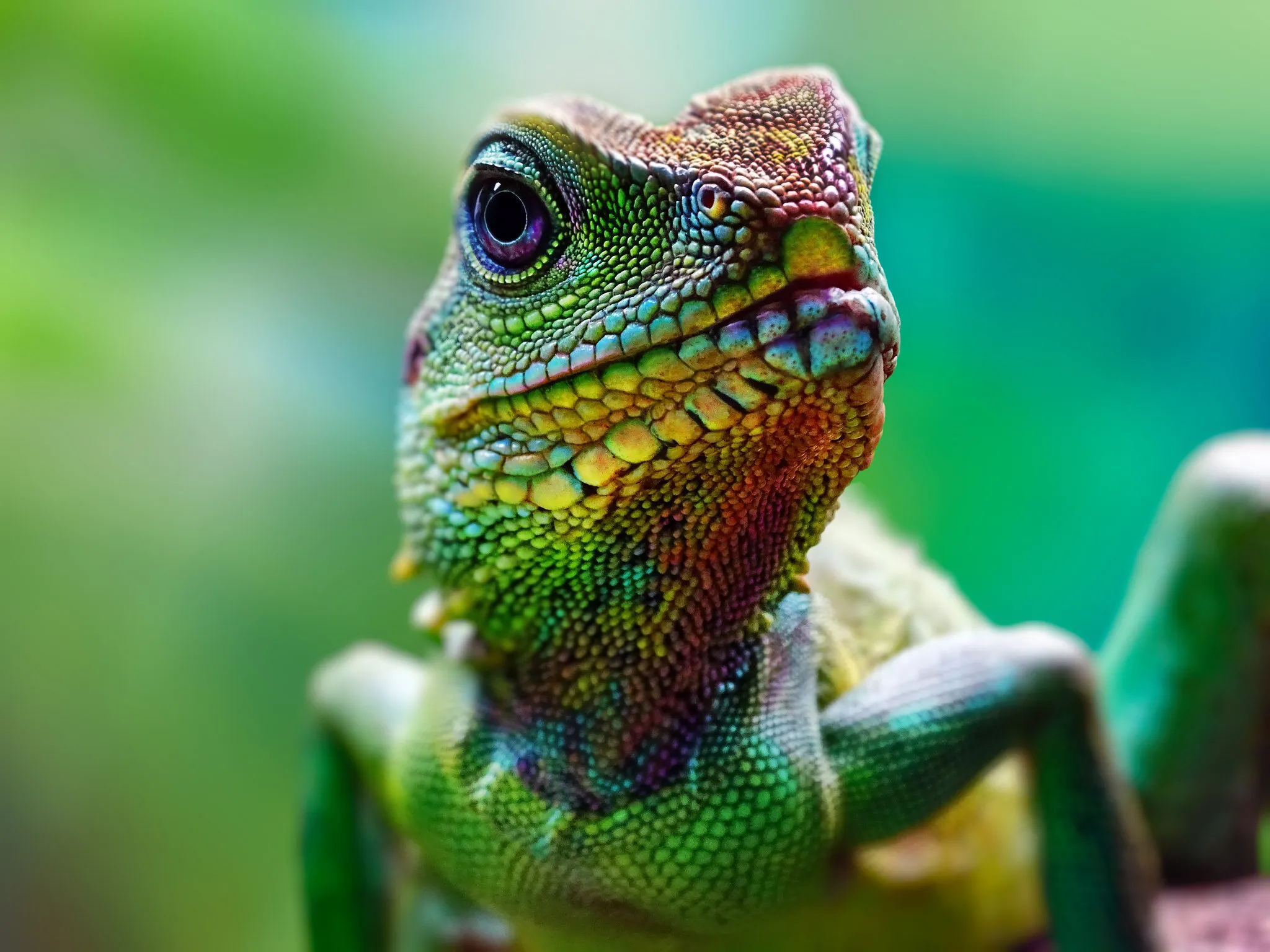 Lizzard Colors