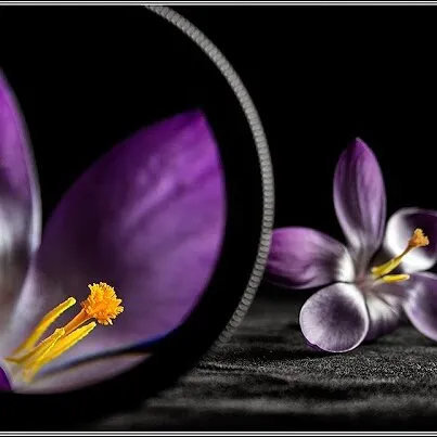 Creative crocus