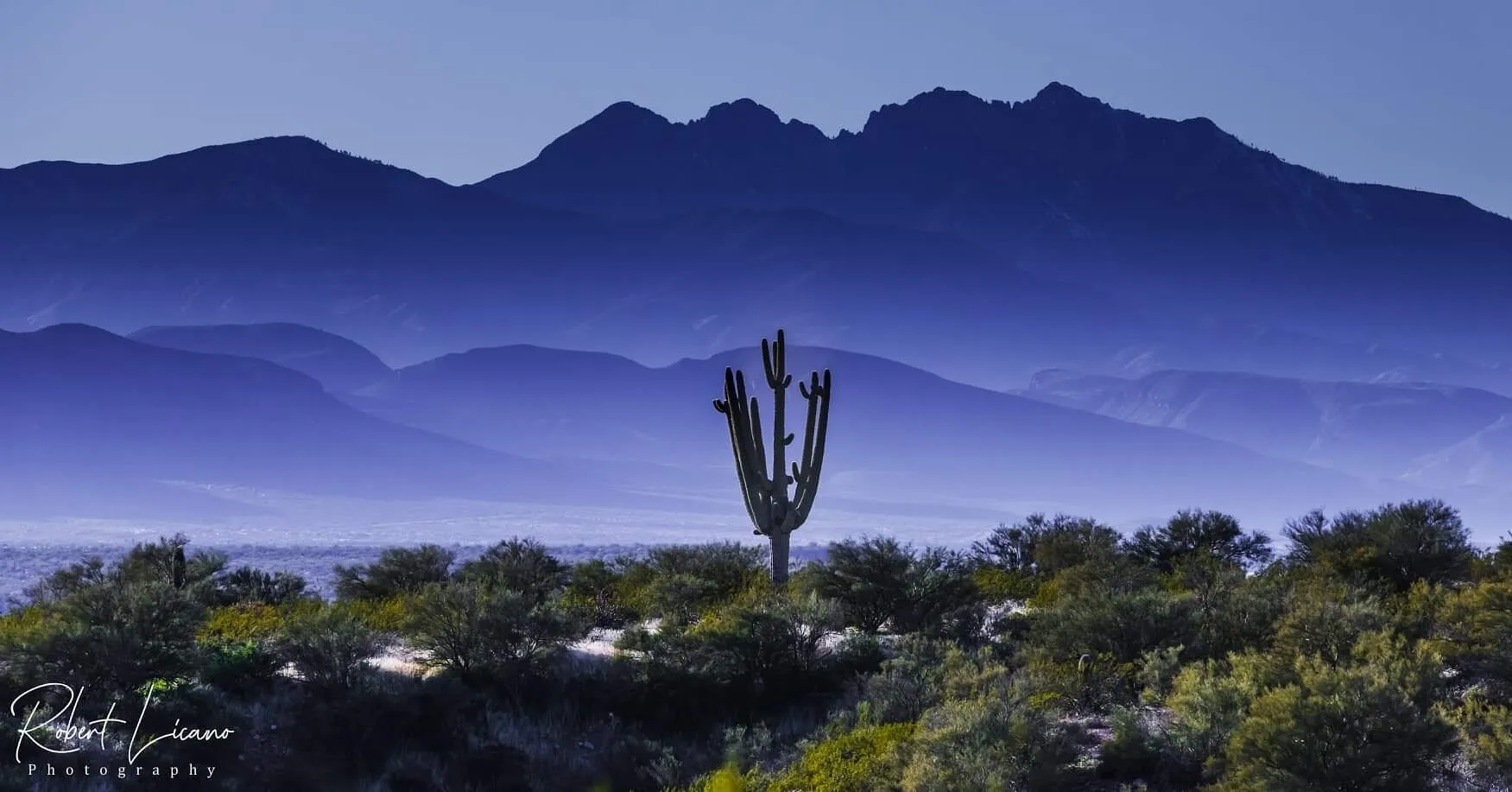 Lone Saguaro