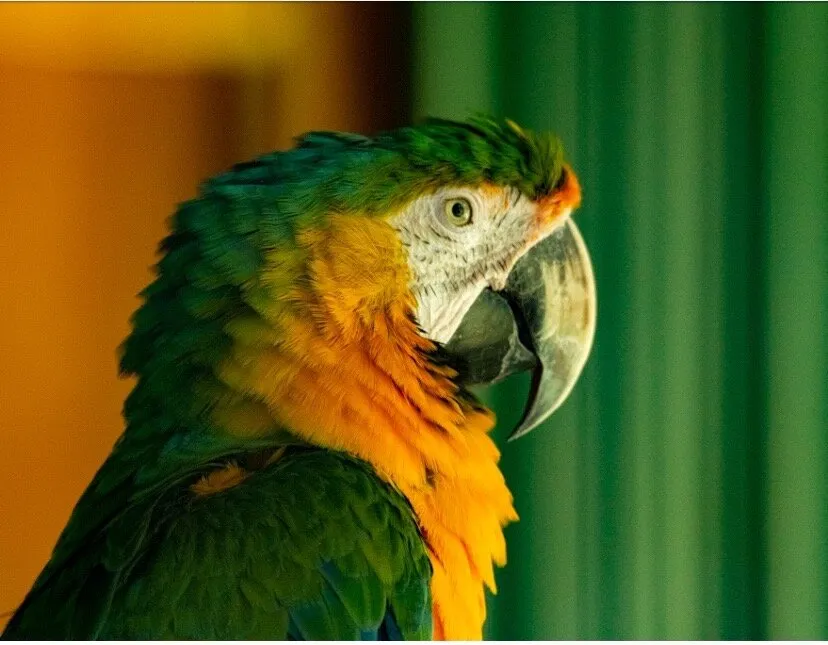 Who’s a pretty bird?
