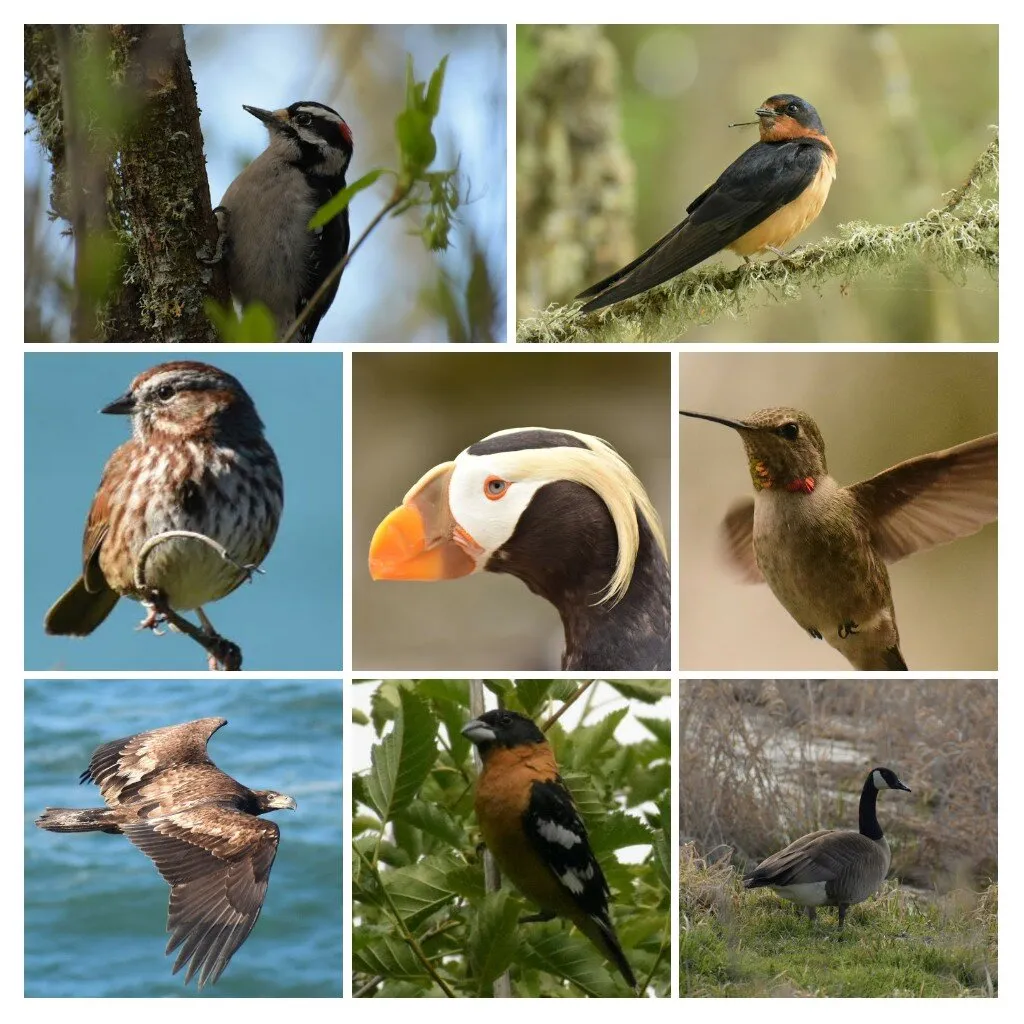 Bird Collage