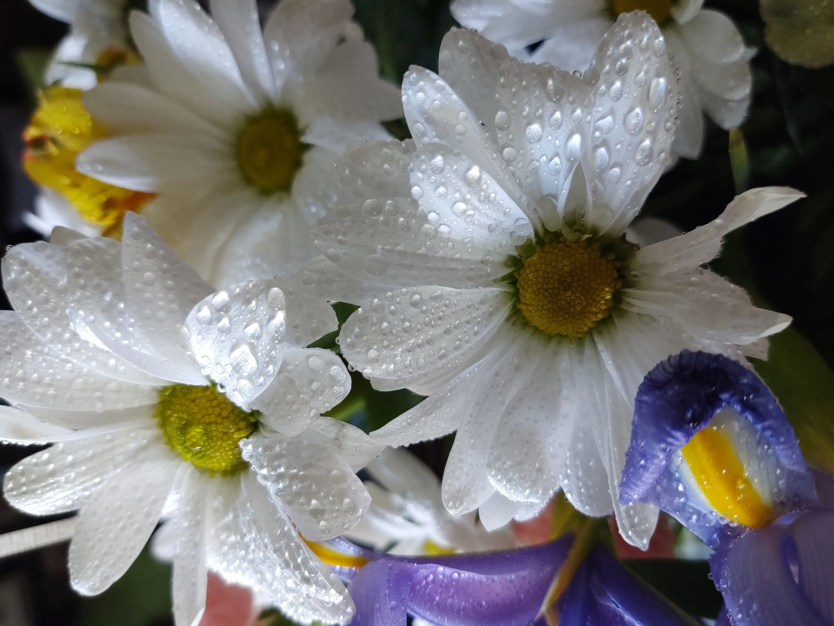 MistyFlowers