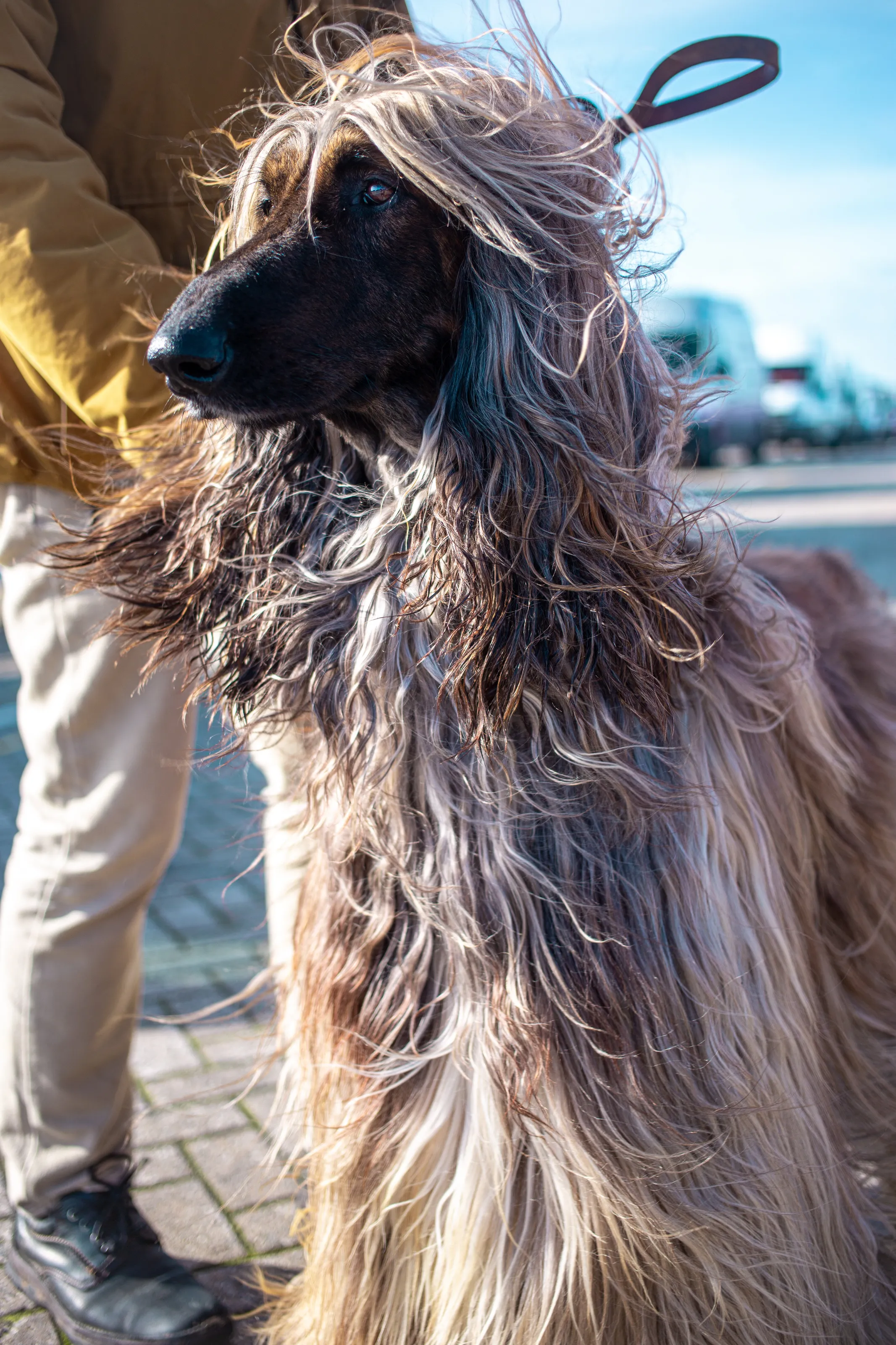 Hairy dog by the dock