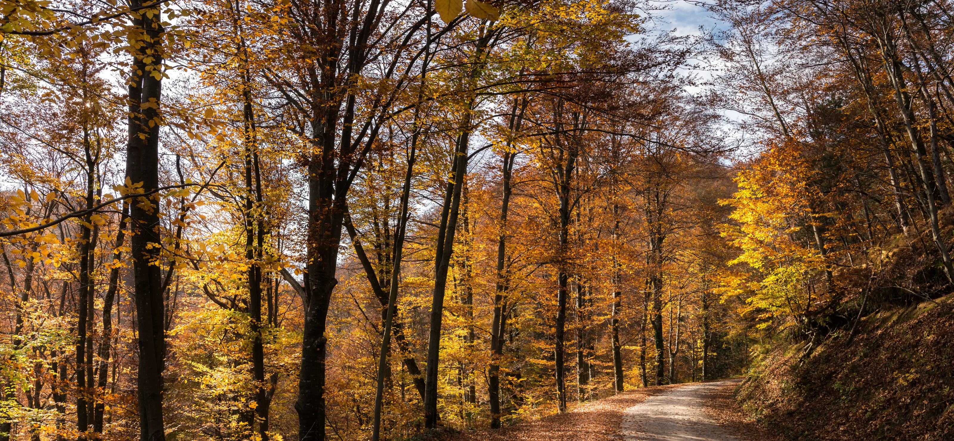 Autumn Road