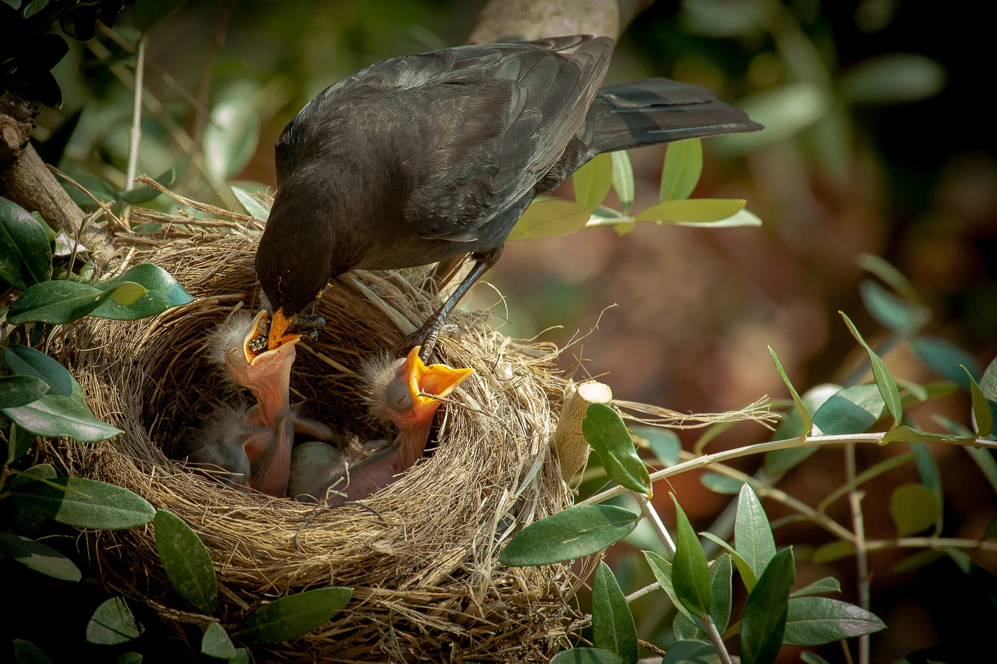 Turdus merula