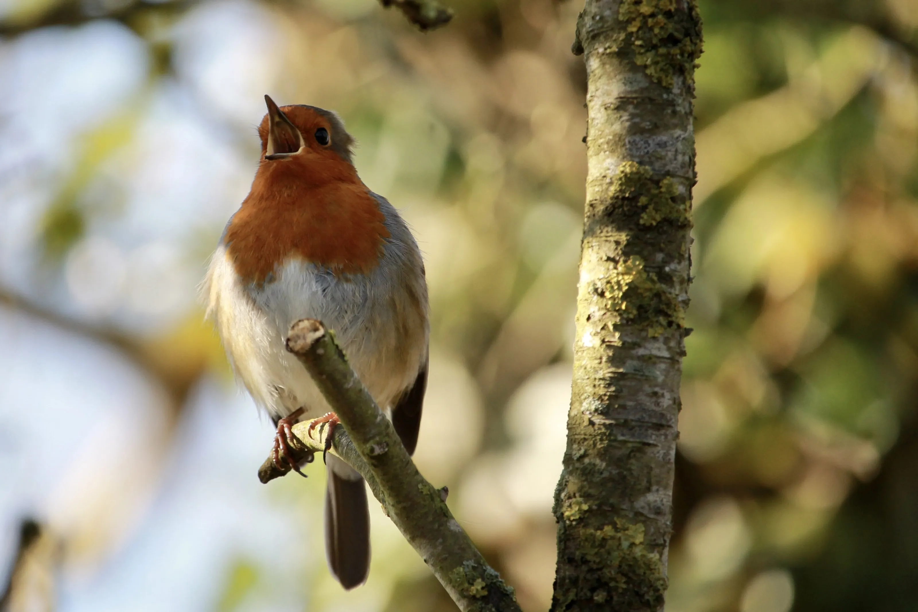 La la la Laaaaaa