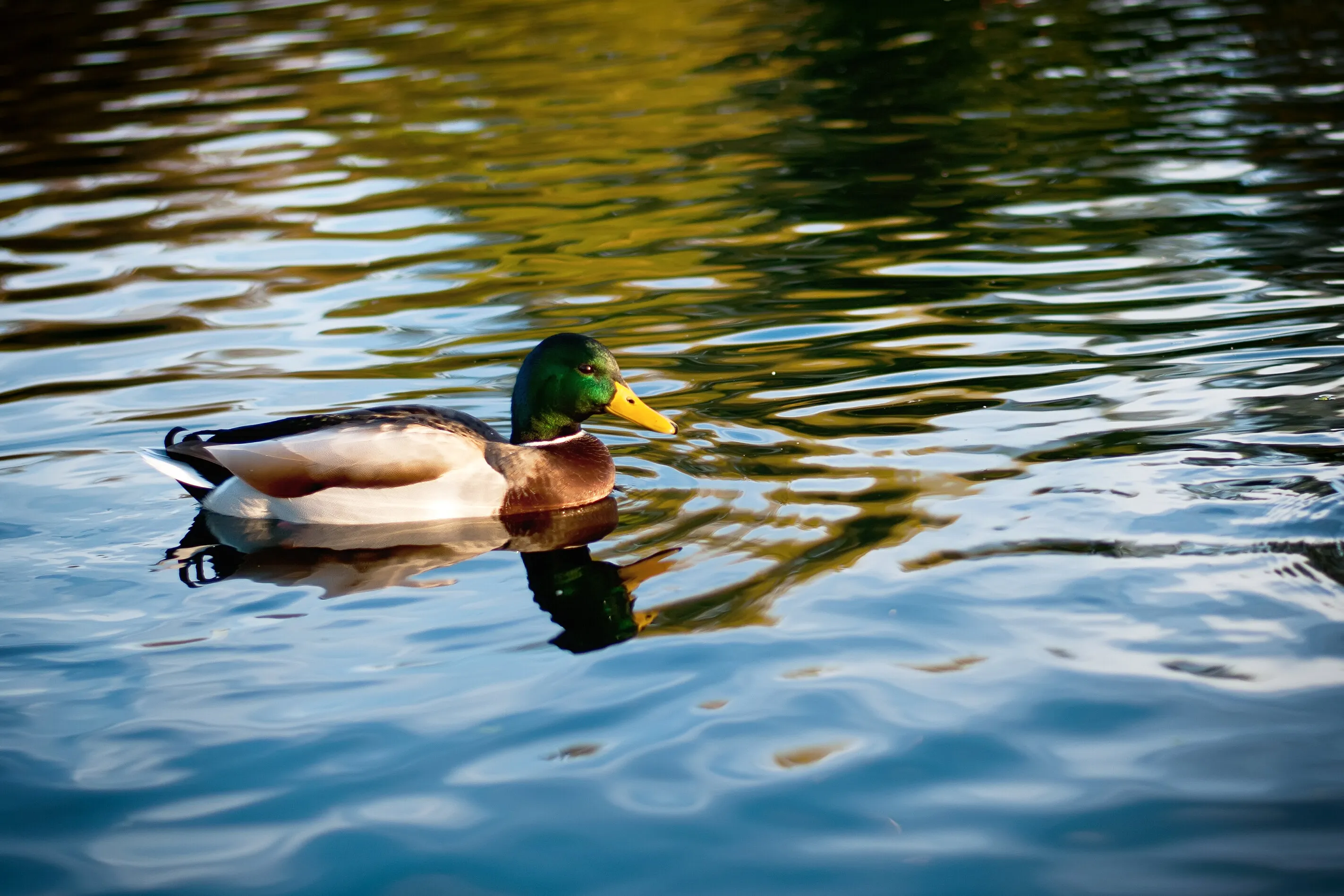 Duck Duck
