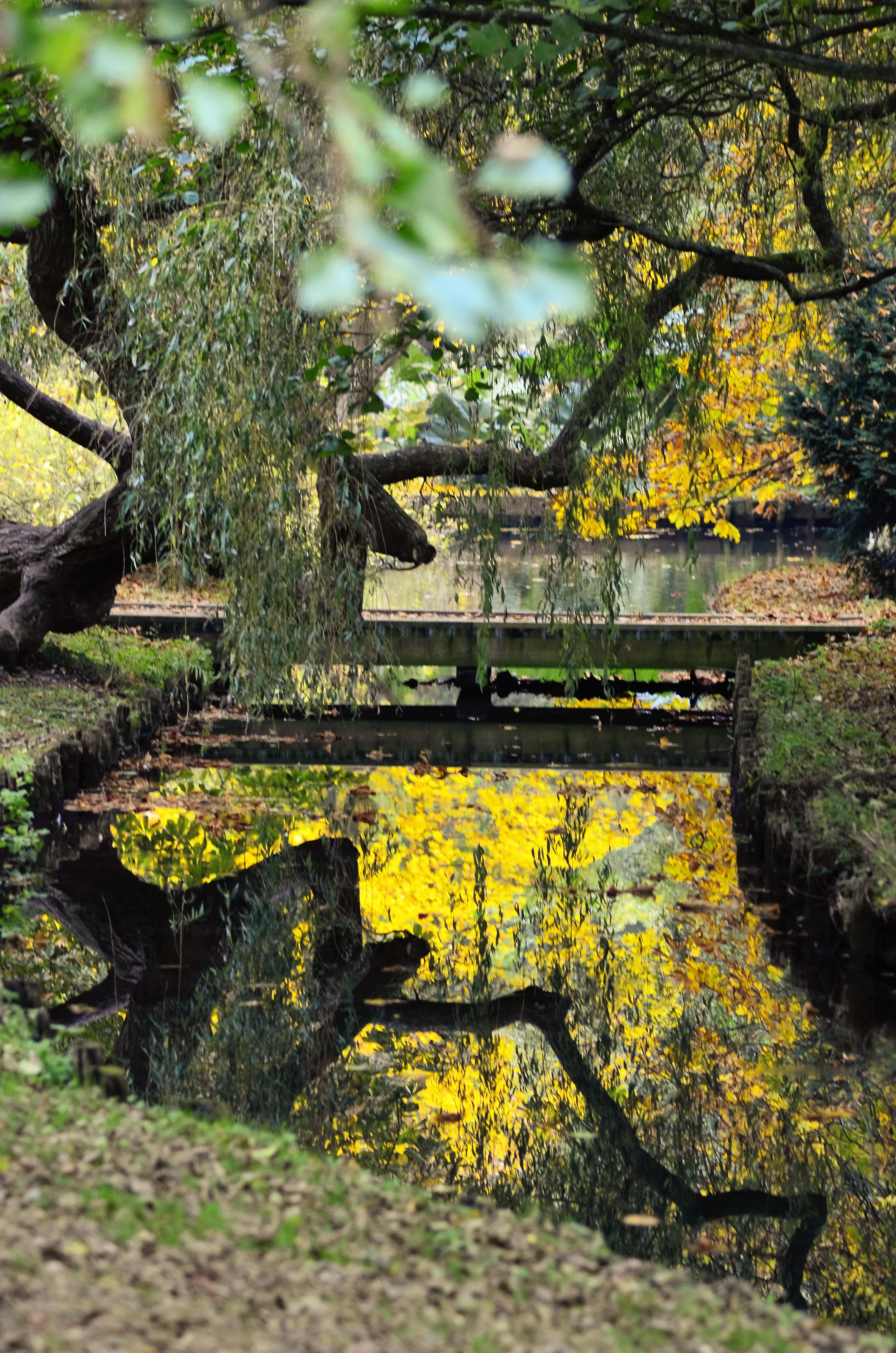 Autumnal Reflections