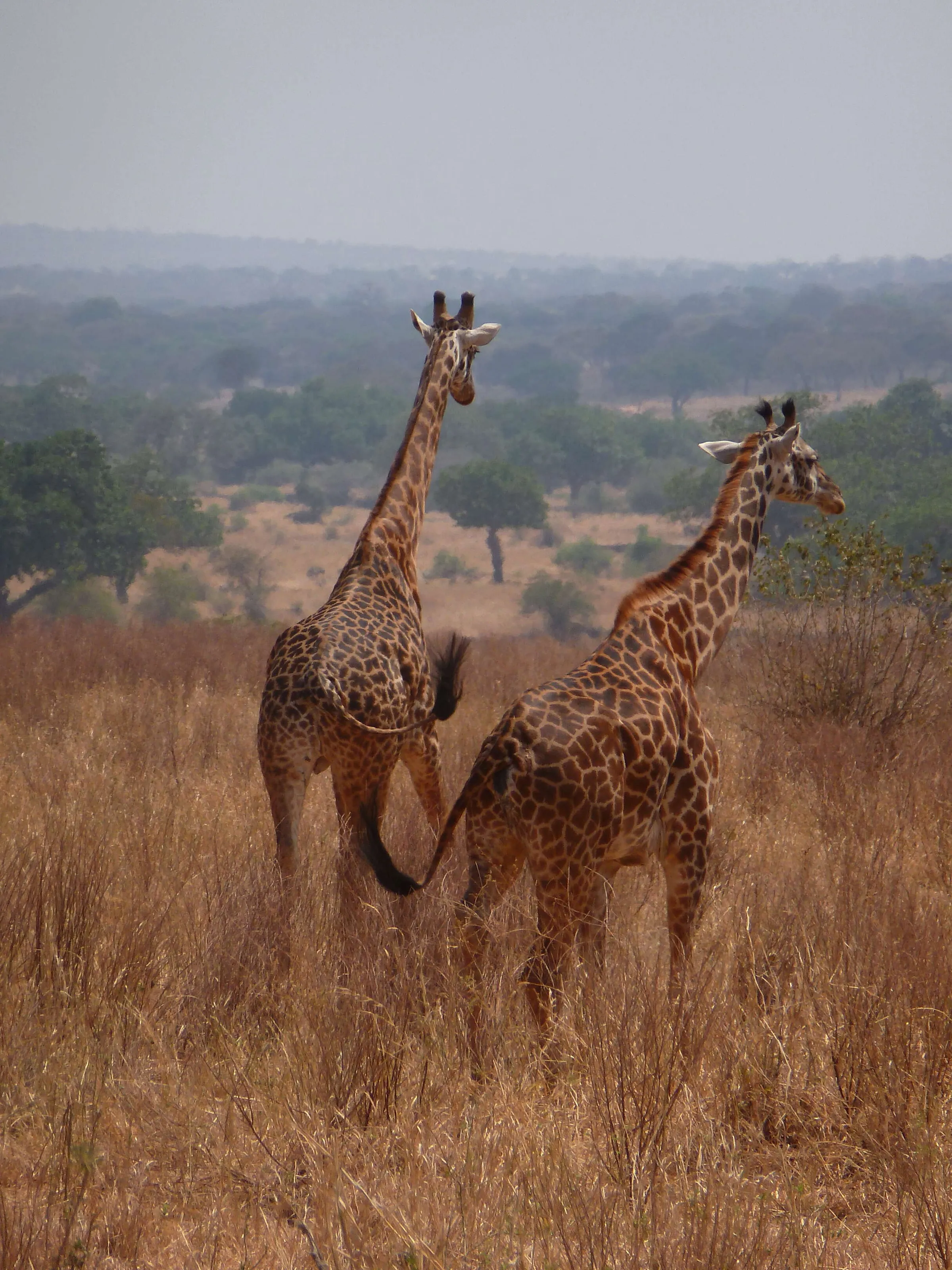 Giraffes looking onward