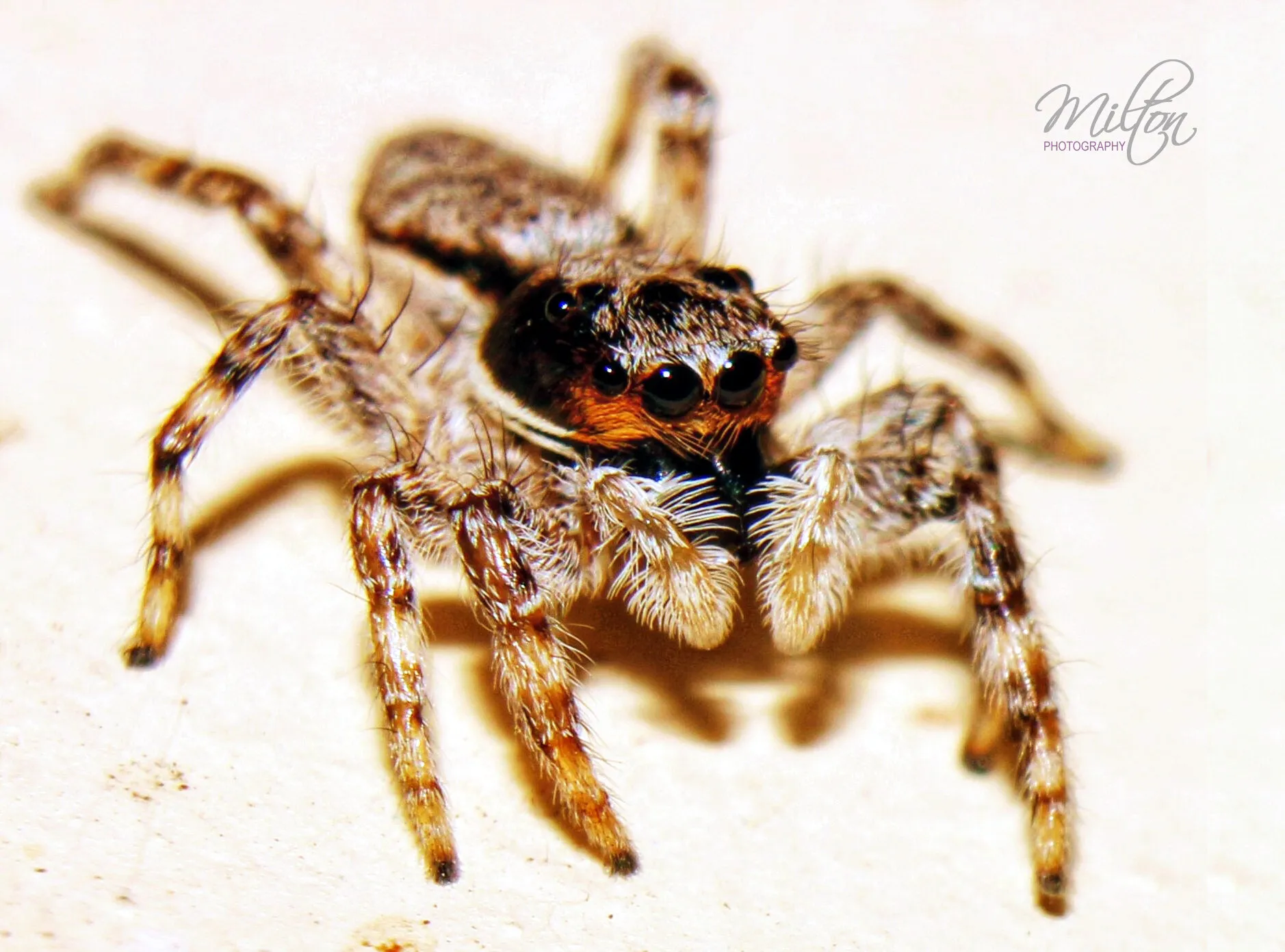 Jumping Spider