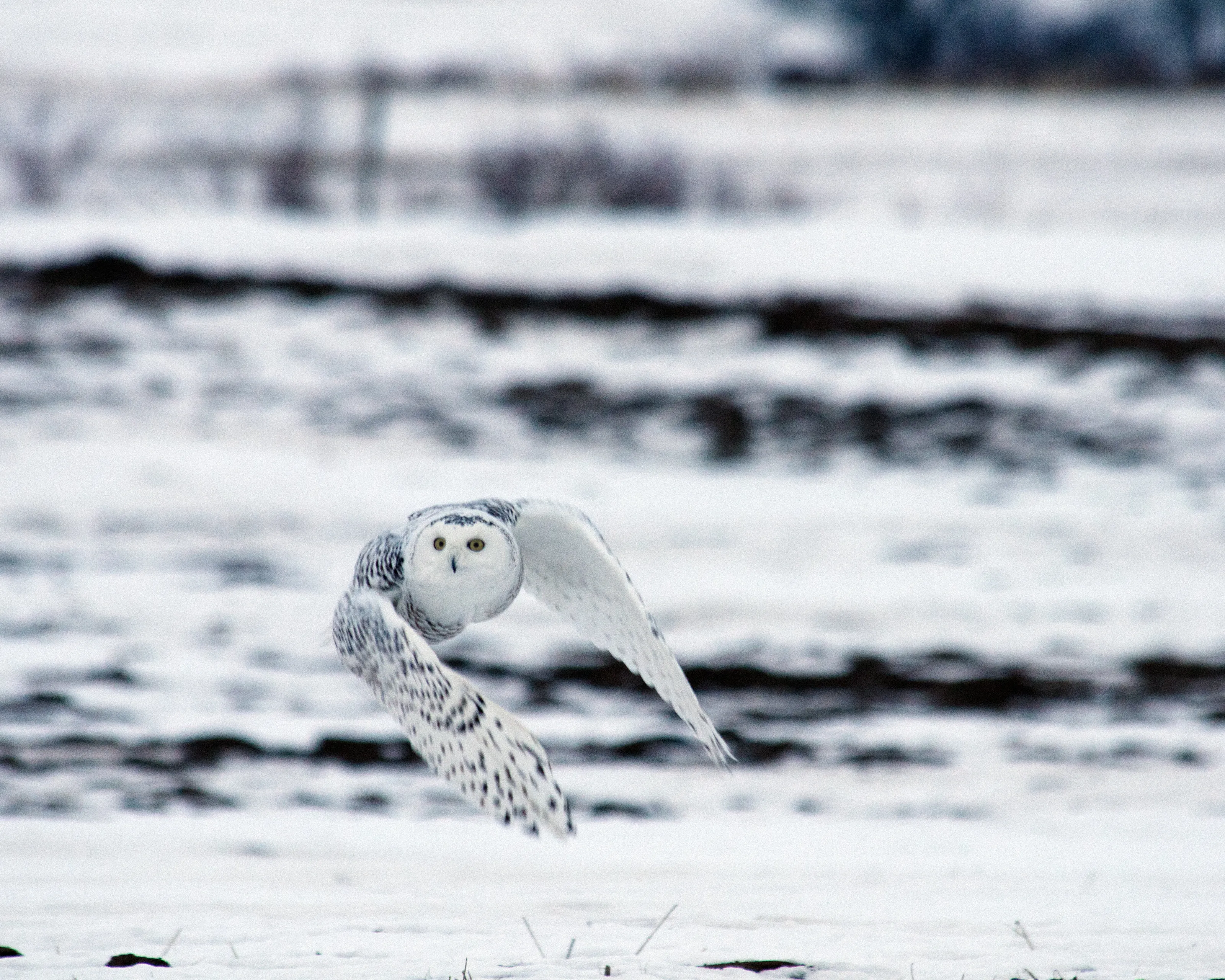 Snowy owl