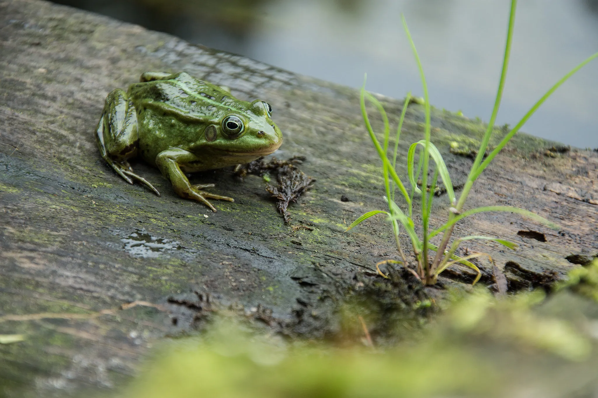 Froggy named Random