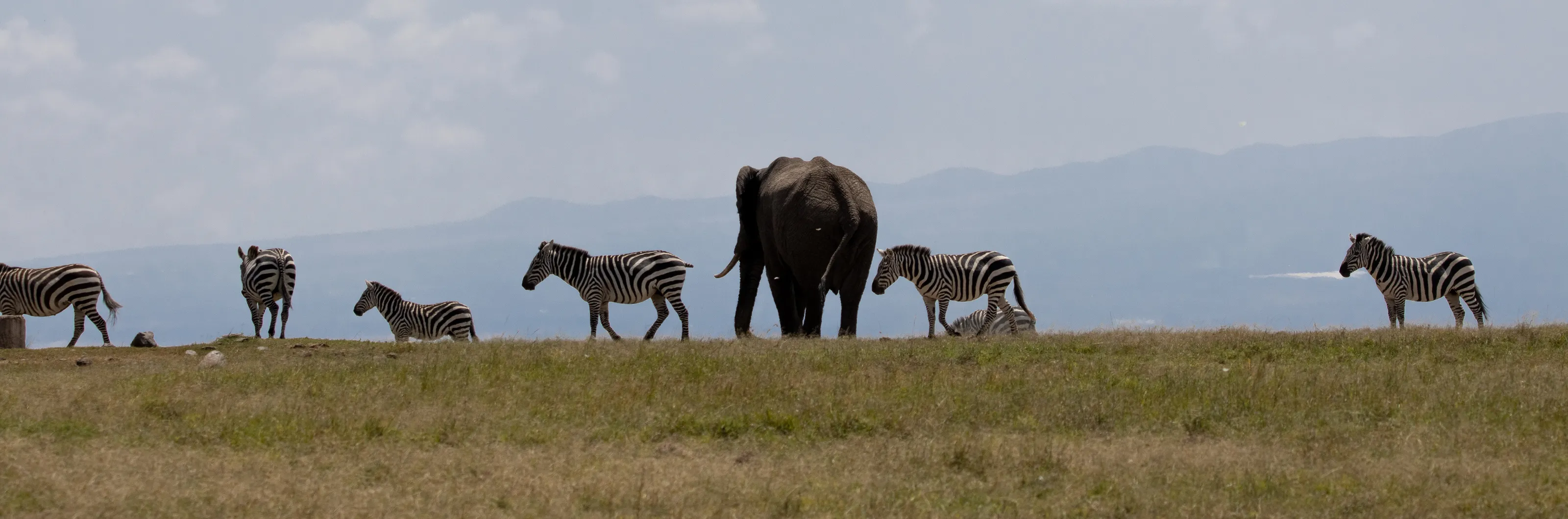 Wildlife in Harmony