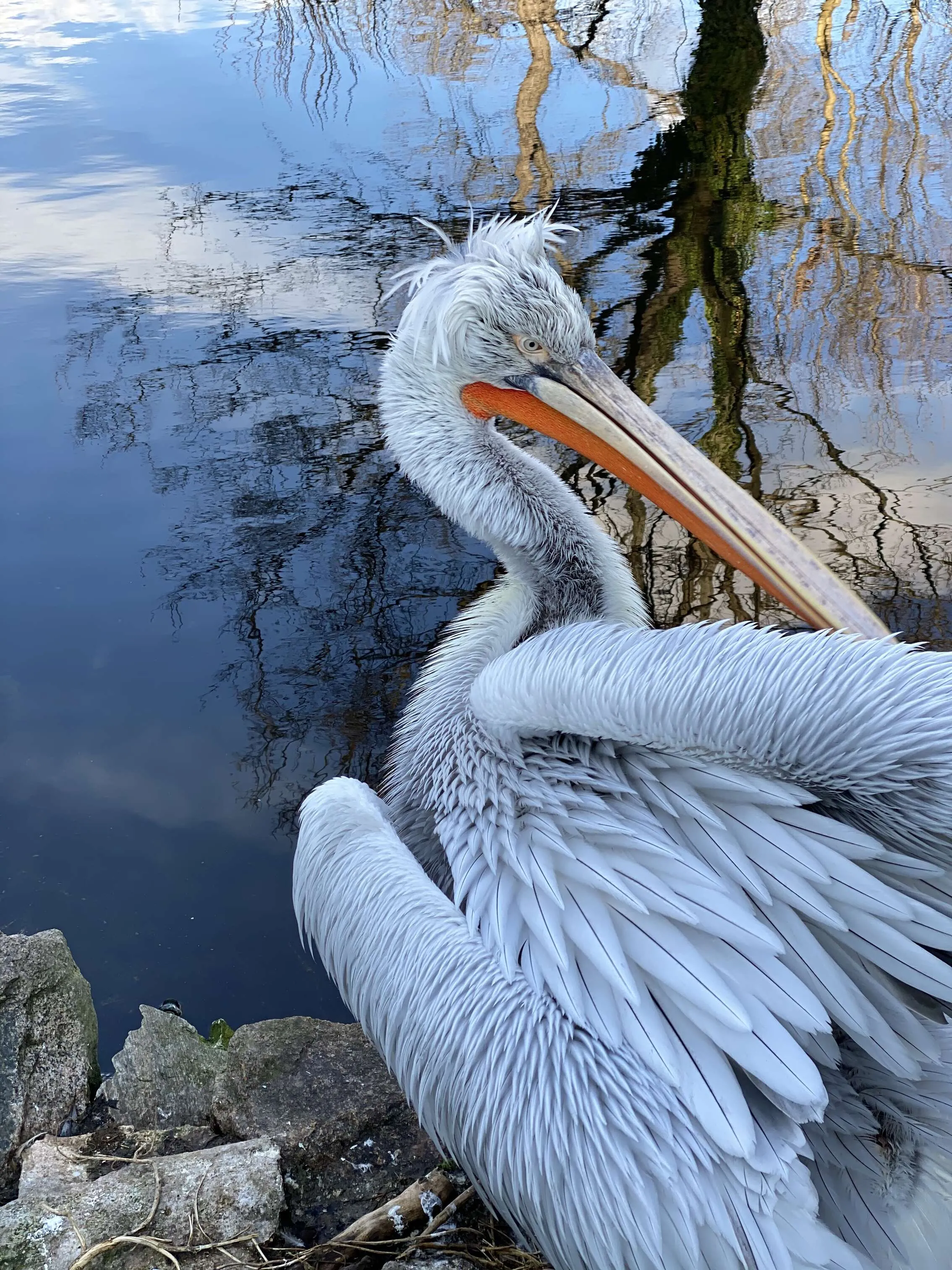 Pelican