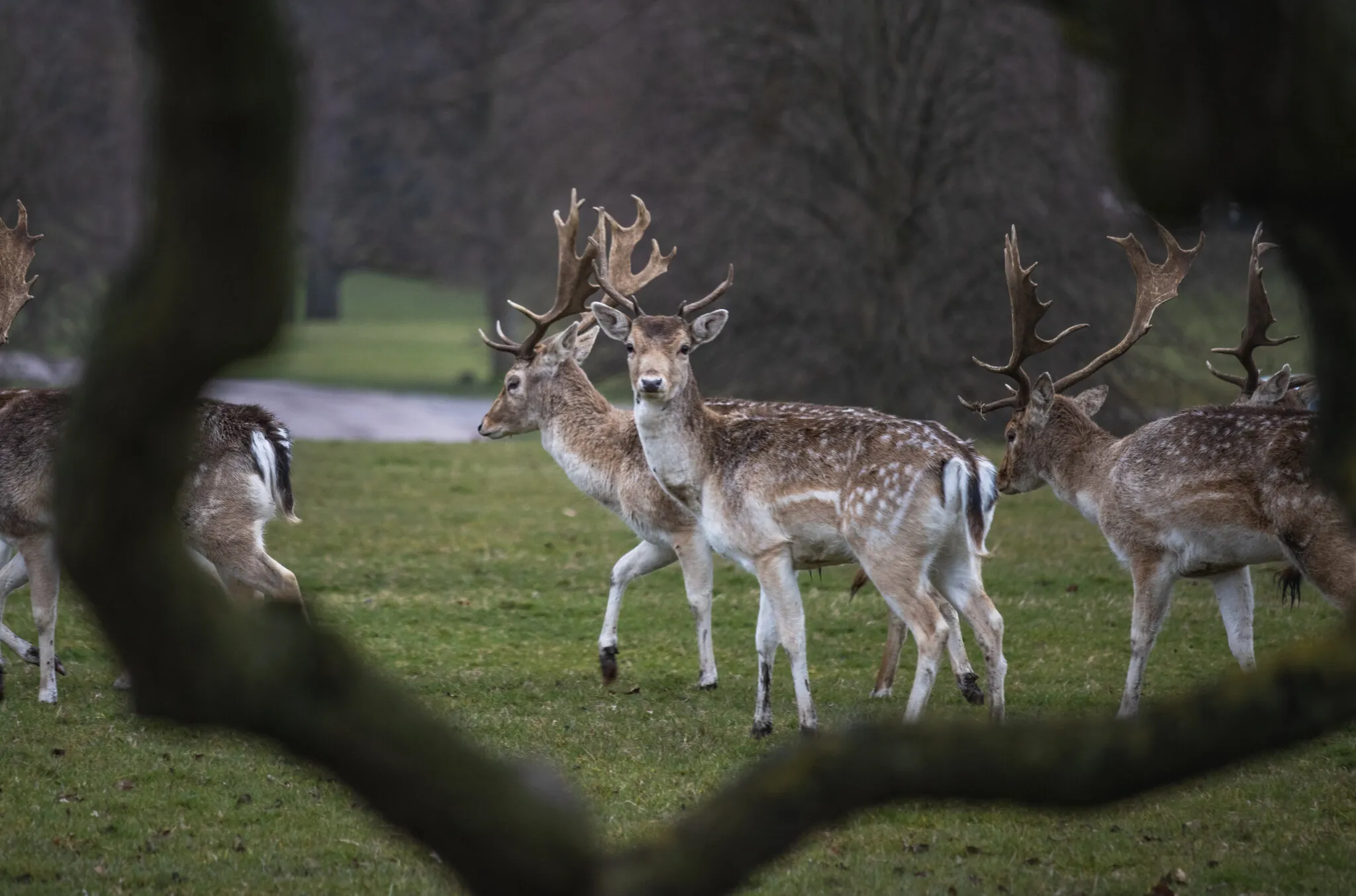 Chatsworth Deer