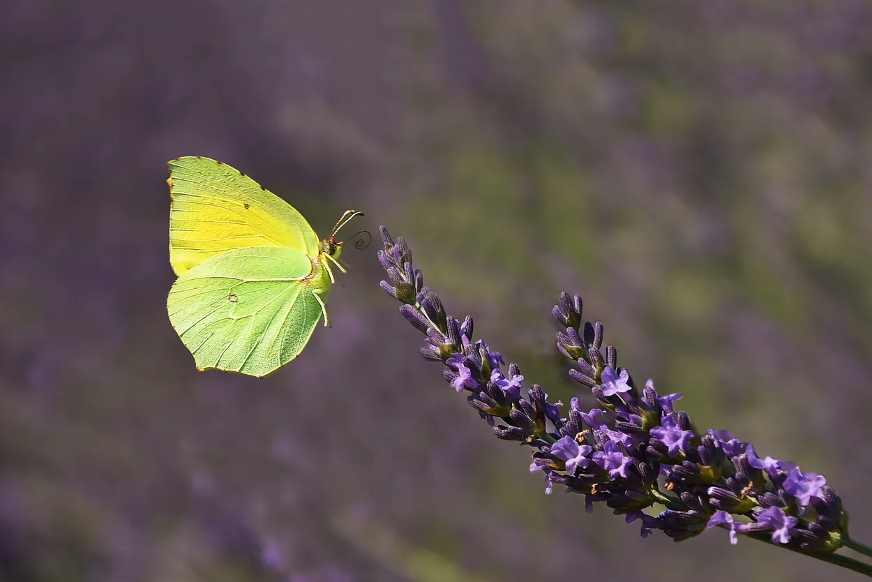 Entry 6373468