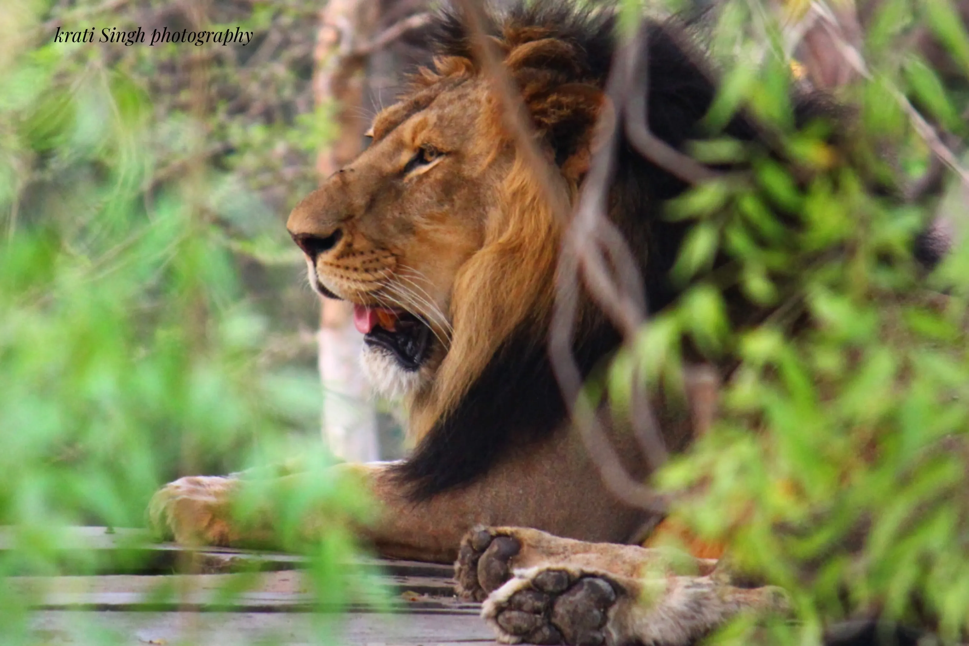 King of  jungle