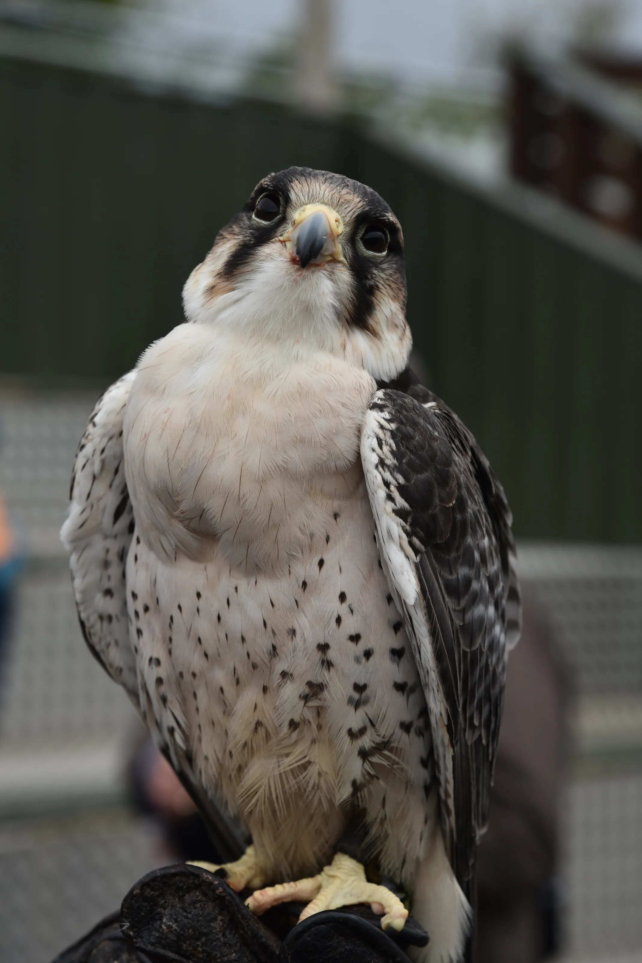 falcon