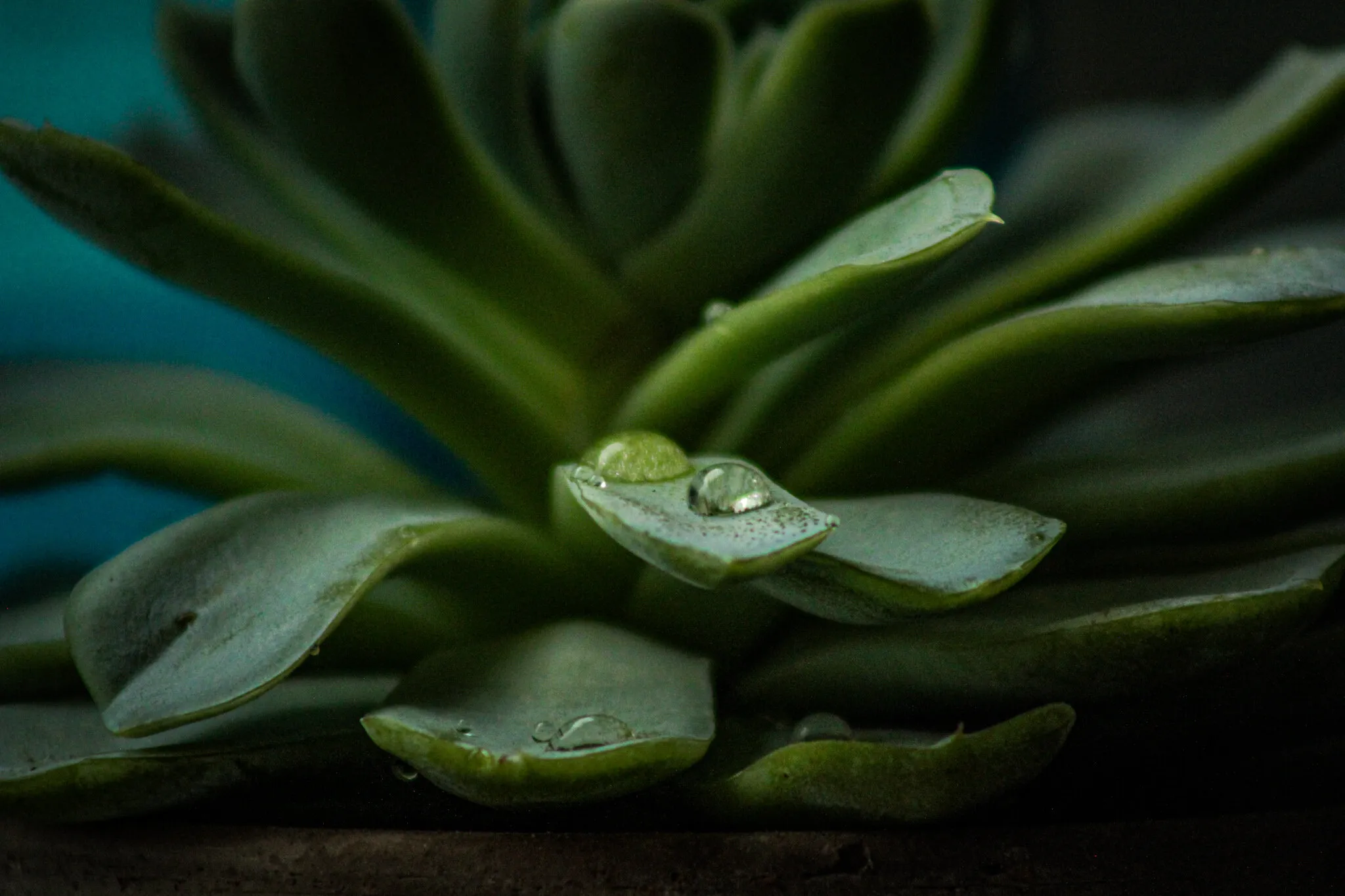 Blue succulent