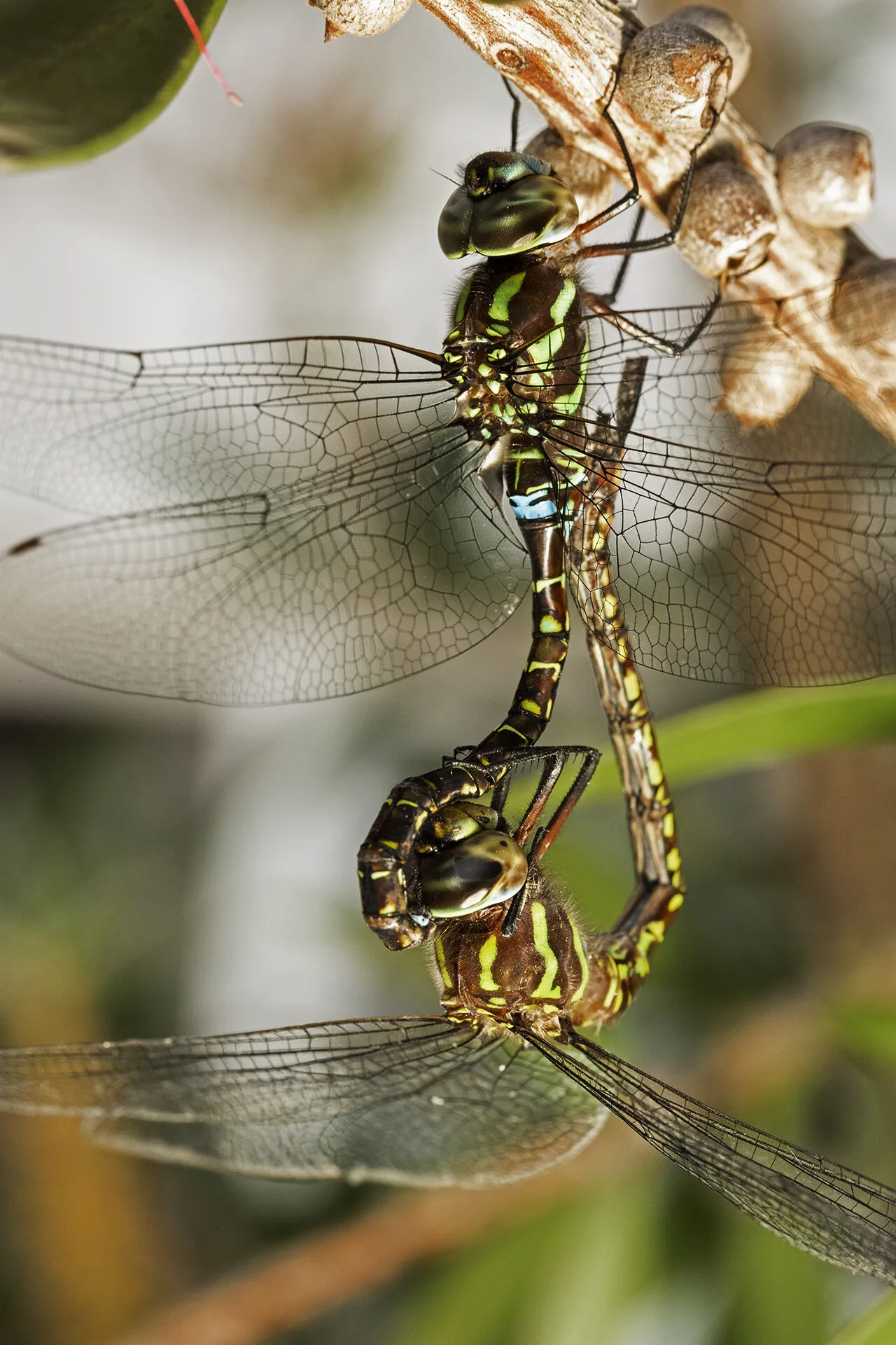 Natural attraction...