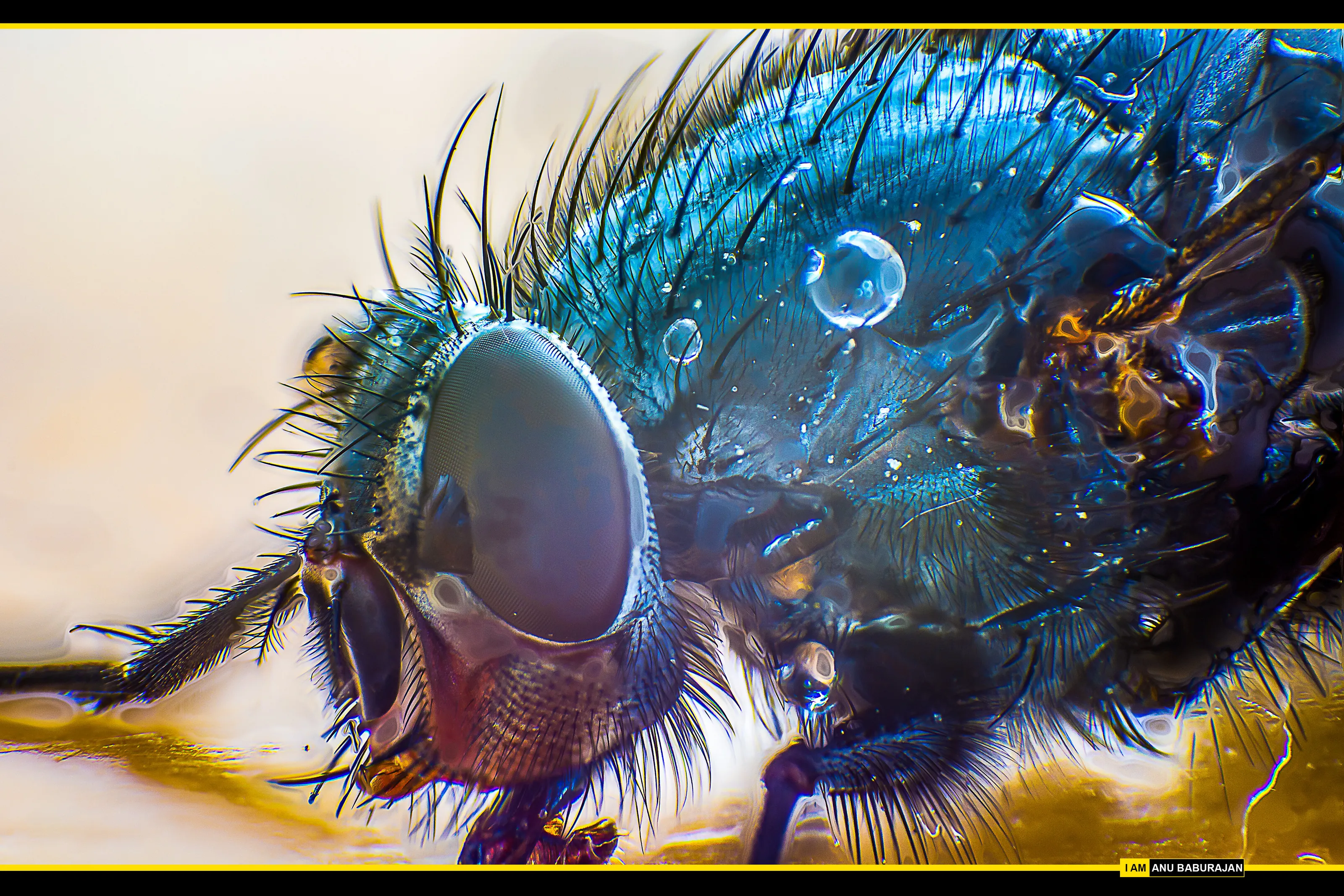 Gadfly