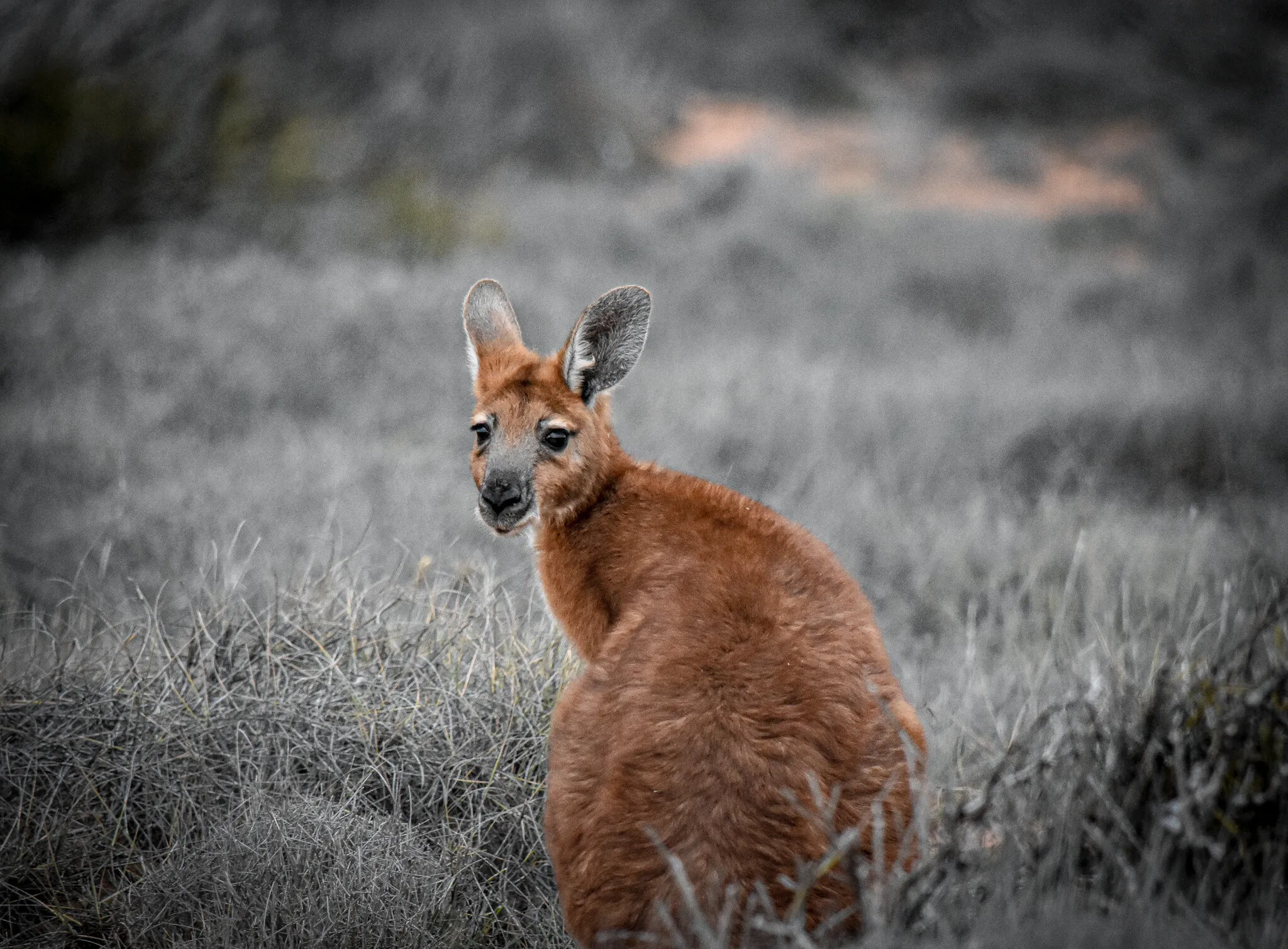 Kangaroo in the wild