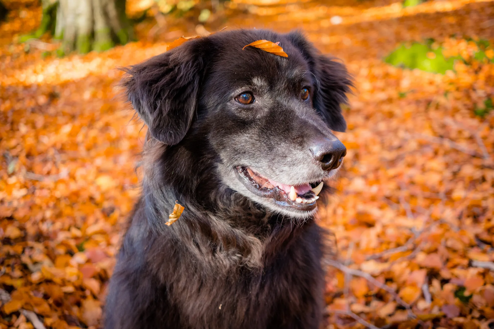 Dog in autumn leaves