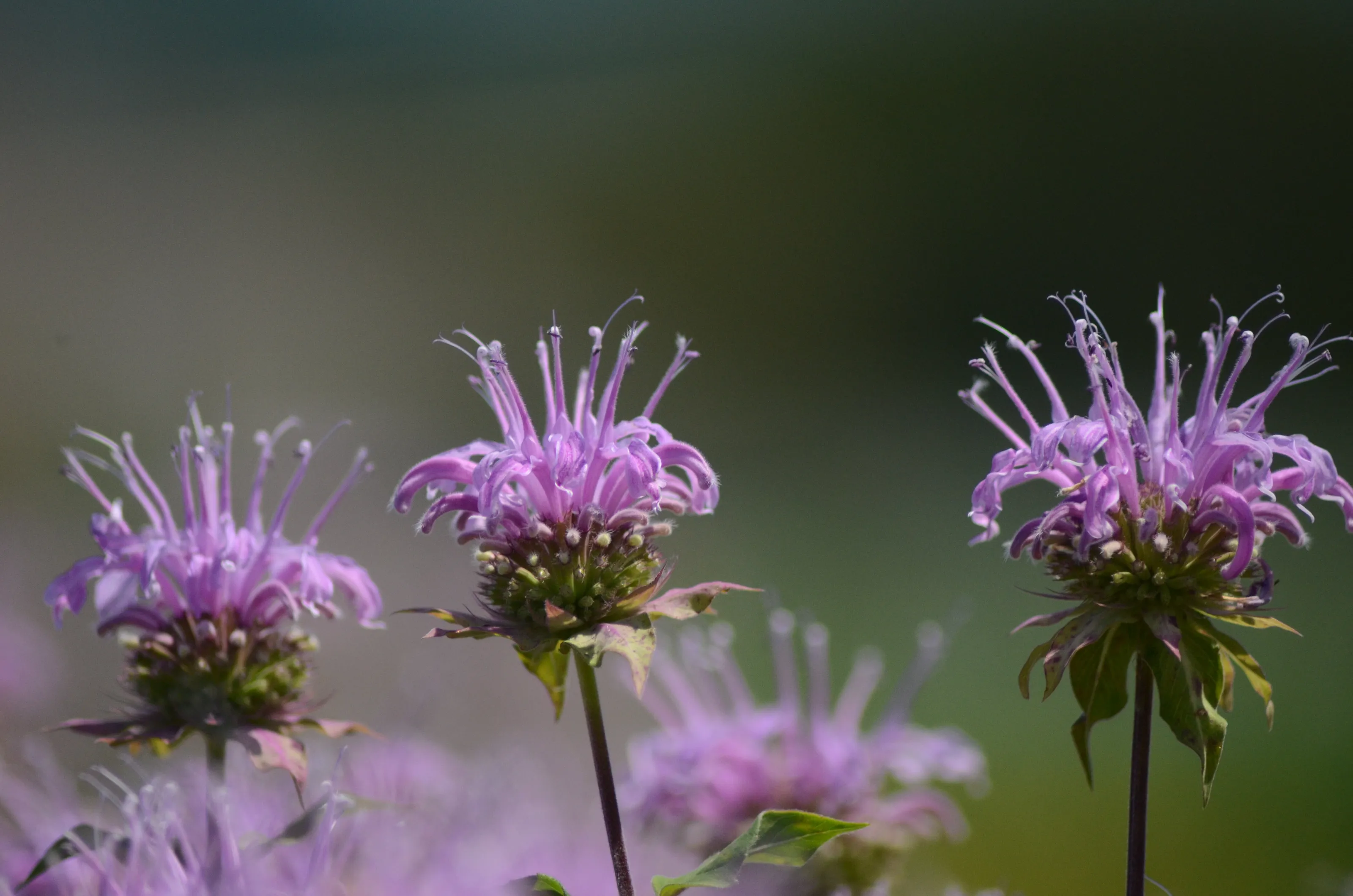 Purple Bee Balm