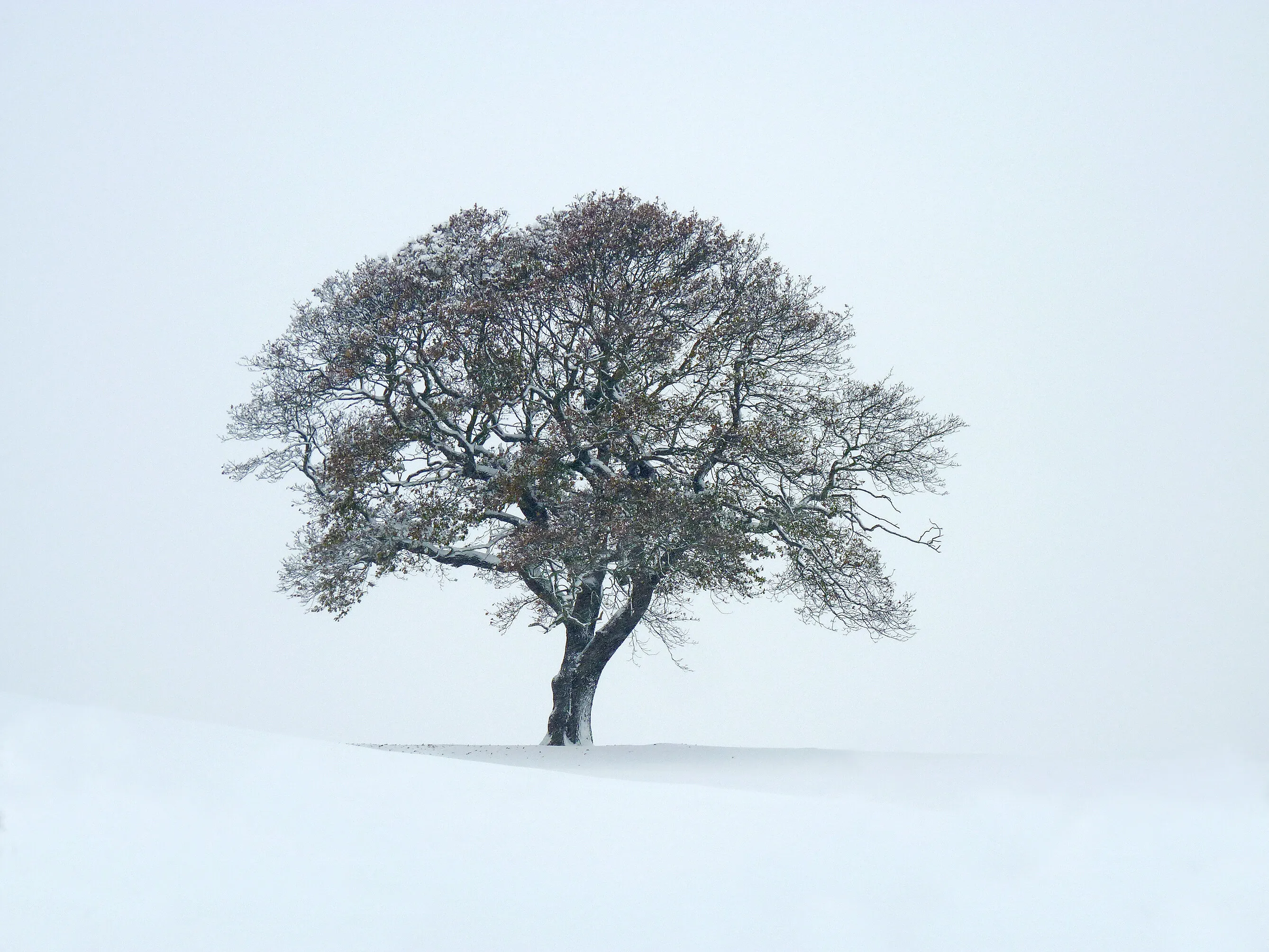 Lone tree in winter