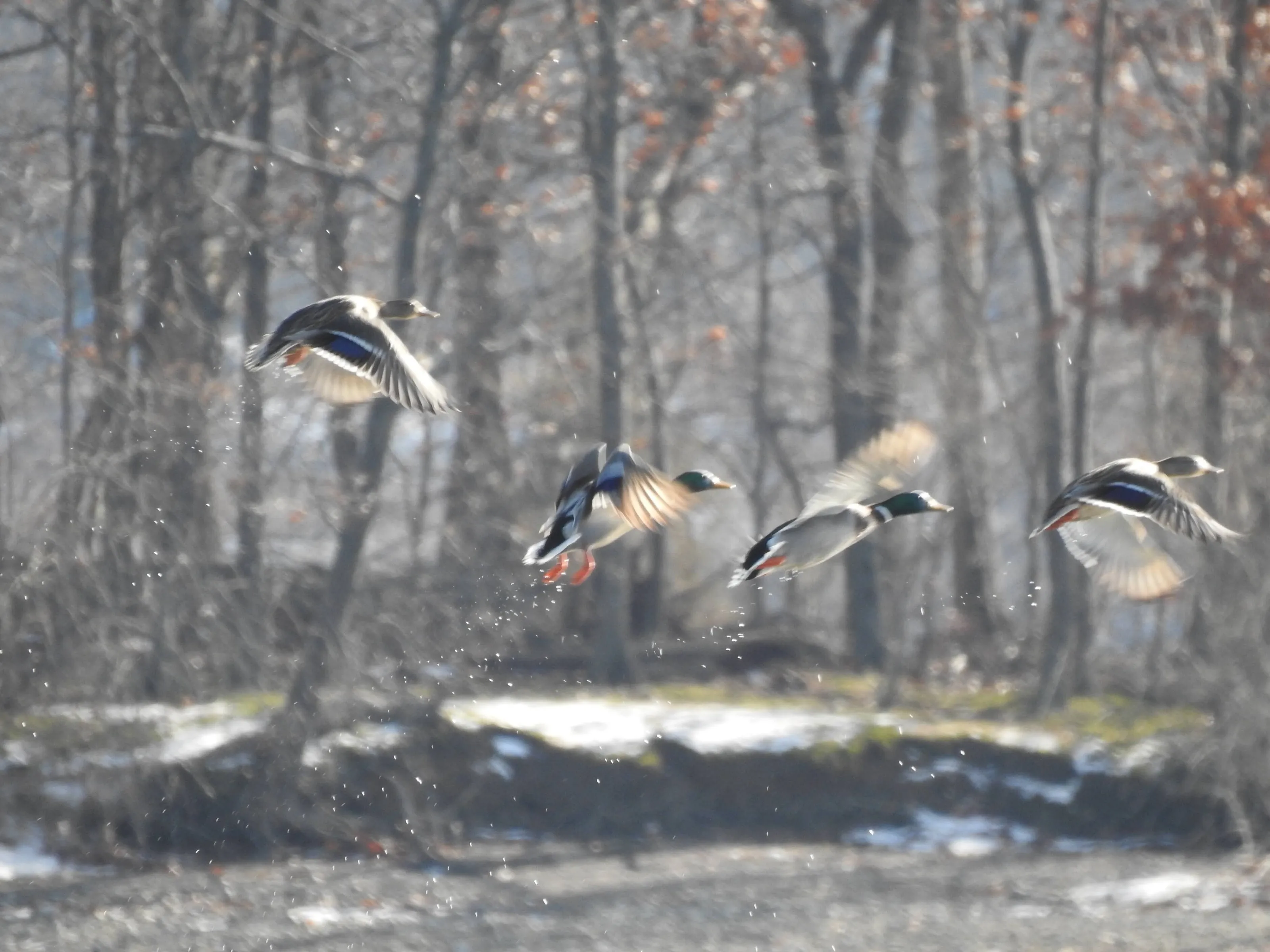 Ducks in flight