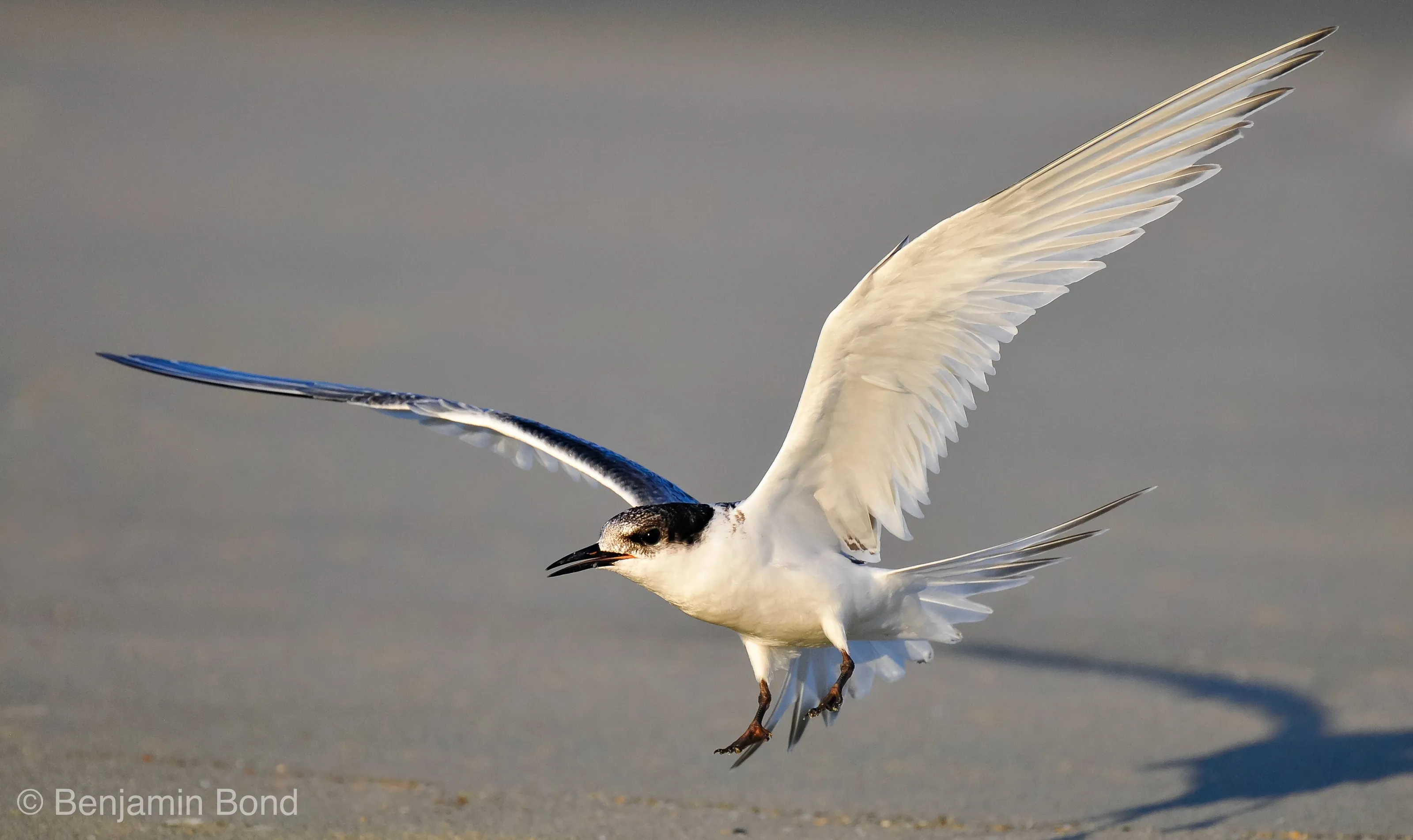 White-fronted Tern