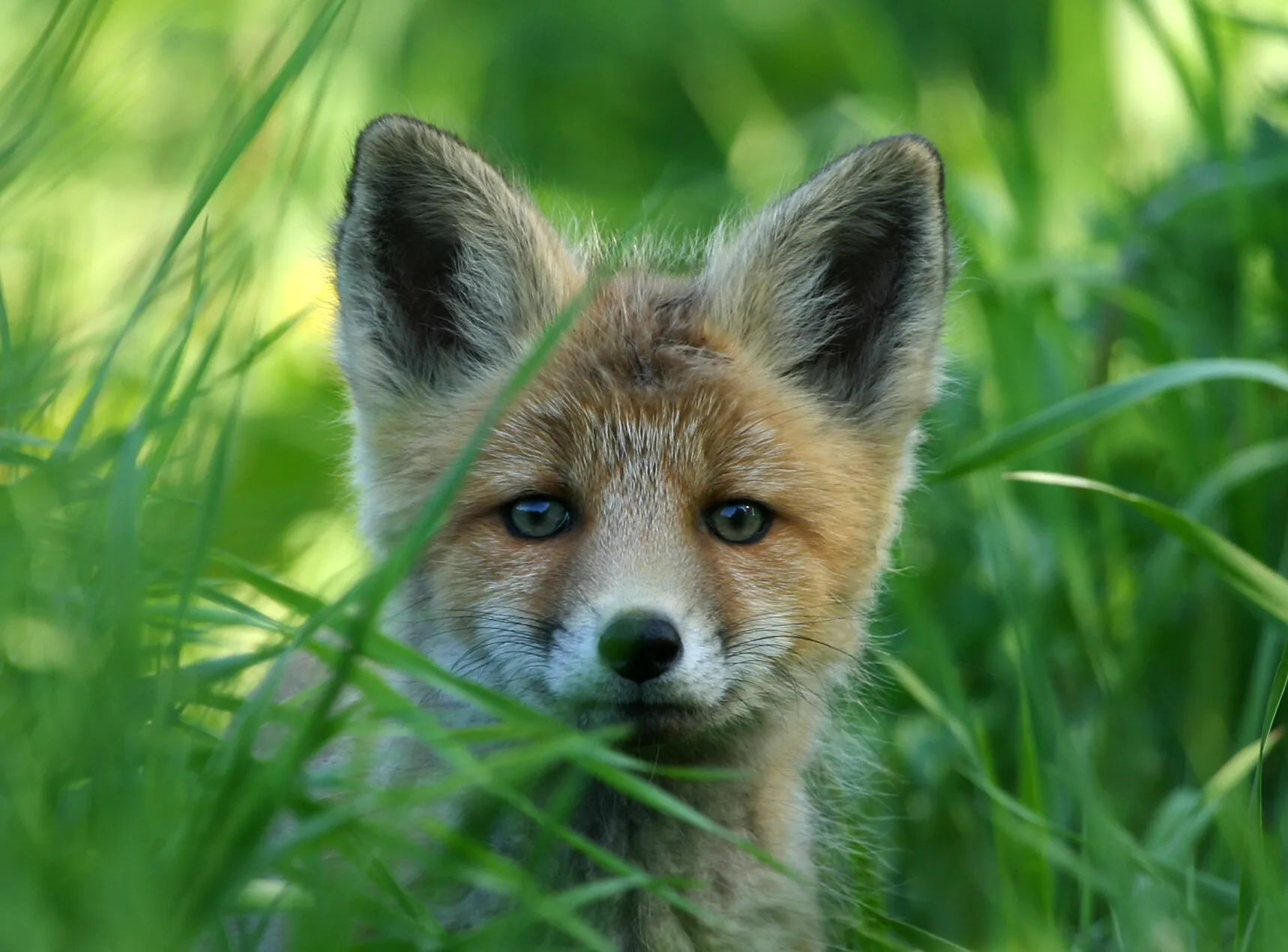 Fox puppie
