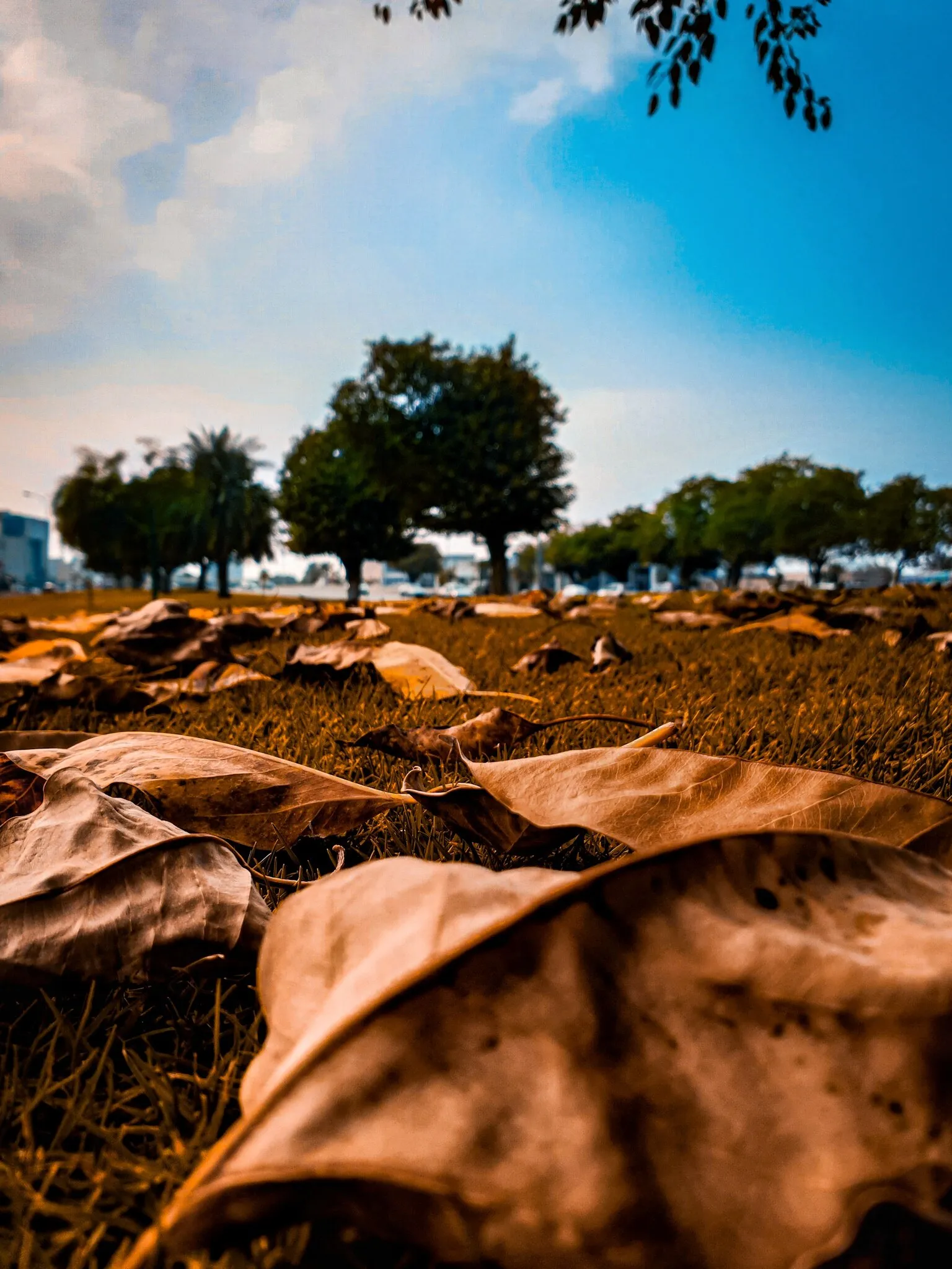 Fall on a fallen land.